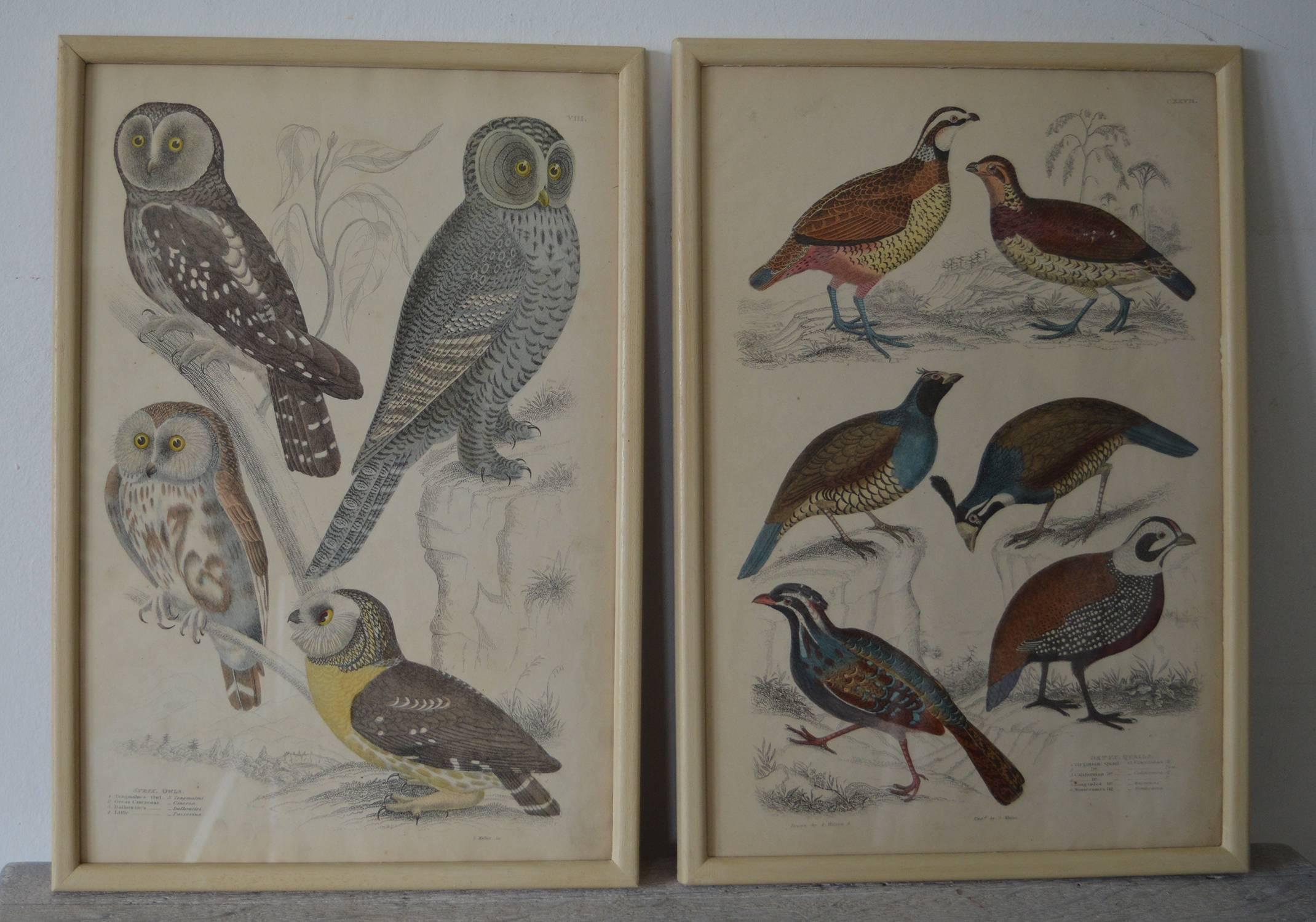 Set of 18 ( 12 + 6 ) Antique Bird Prints in Faux Ivory Frames, 1830s 1