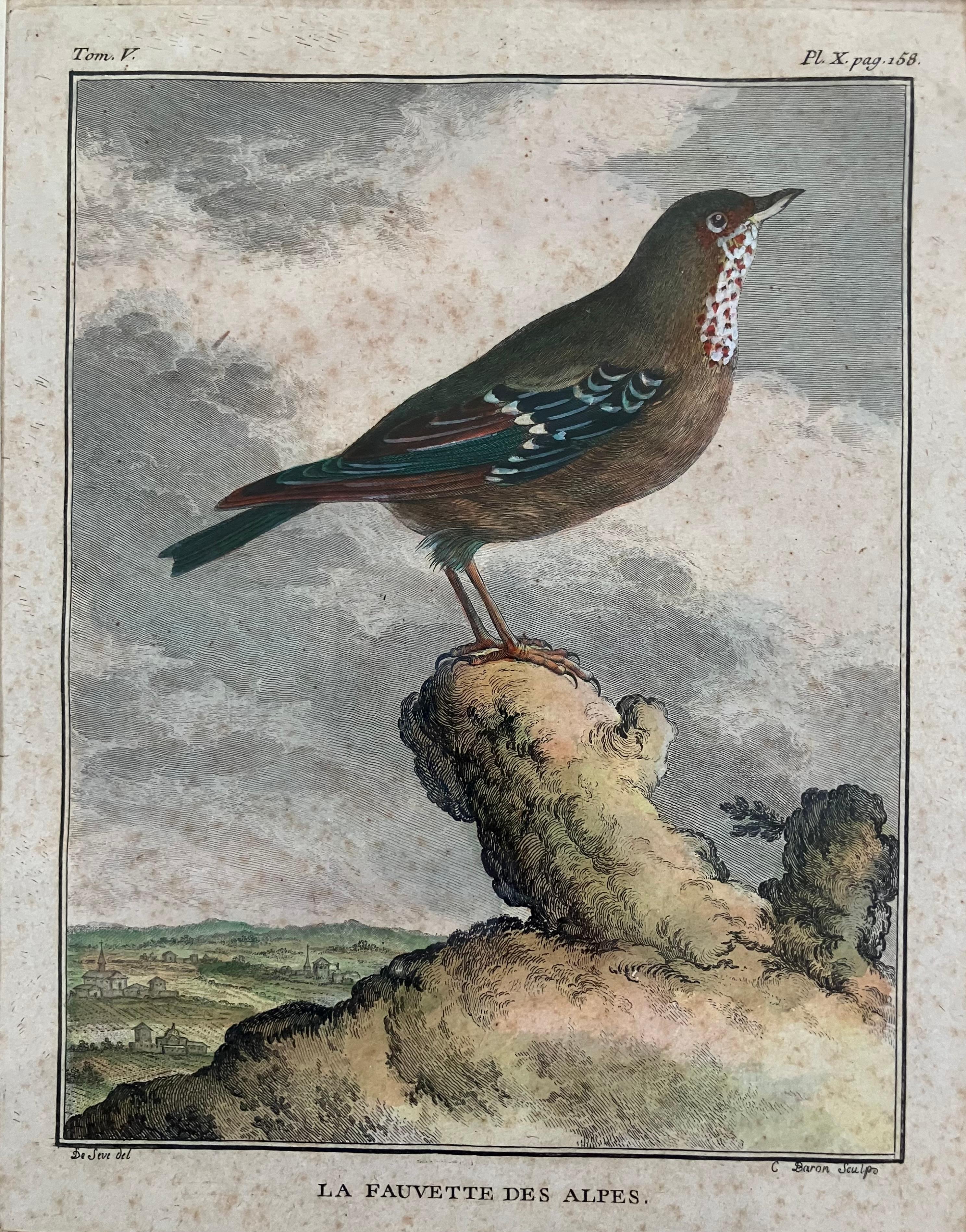 Satz von 18 handkolorierten Vogelgravuren. Antike handkolorierte Vogelgravuren von Jacques de Seve, in Auftrag gegeben von George-Louis Leclrec, Comtes de Buffon für Histoire Naturelle et Particuliere Avec la Description du Cabinet du Roi, bestehend