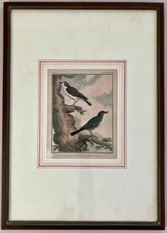 Set von 18 handkolorierten Vogelgravuren