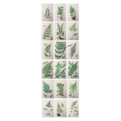 Set of 18 Original Antique Fern Prints, Circa 1850