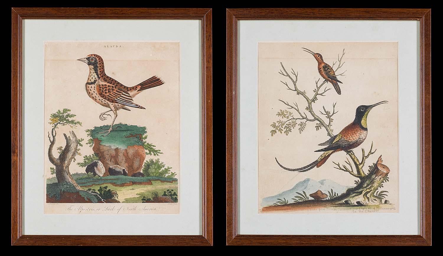 Set of 18th Century Engravings of Exotic Birds by George Edwards and Martinet 3