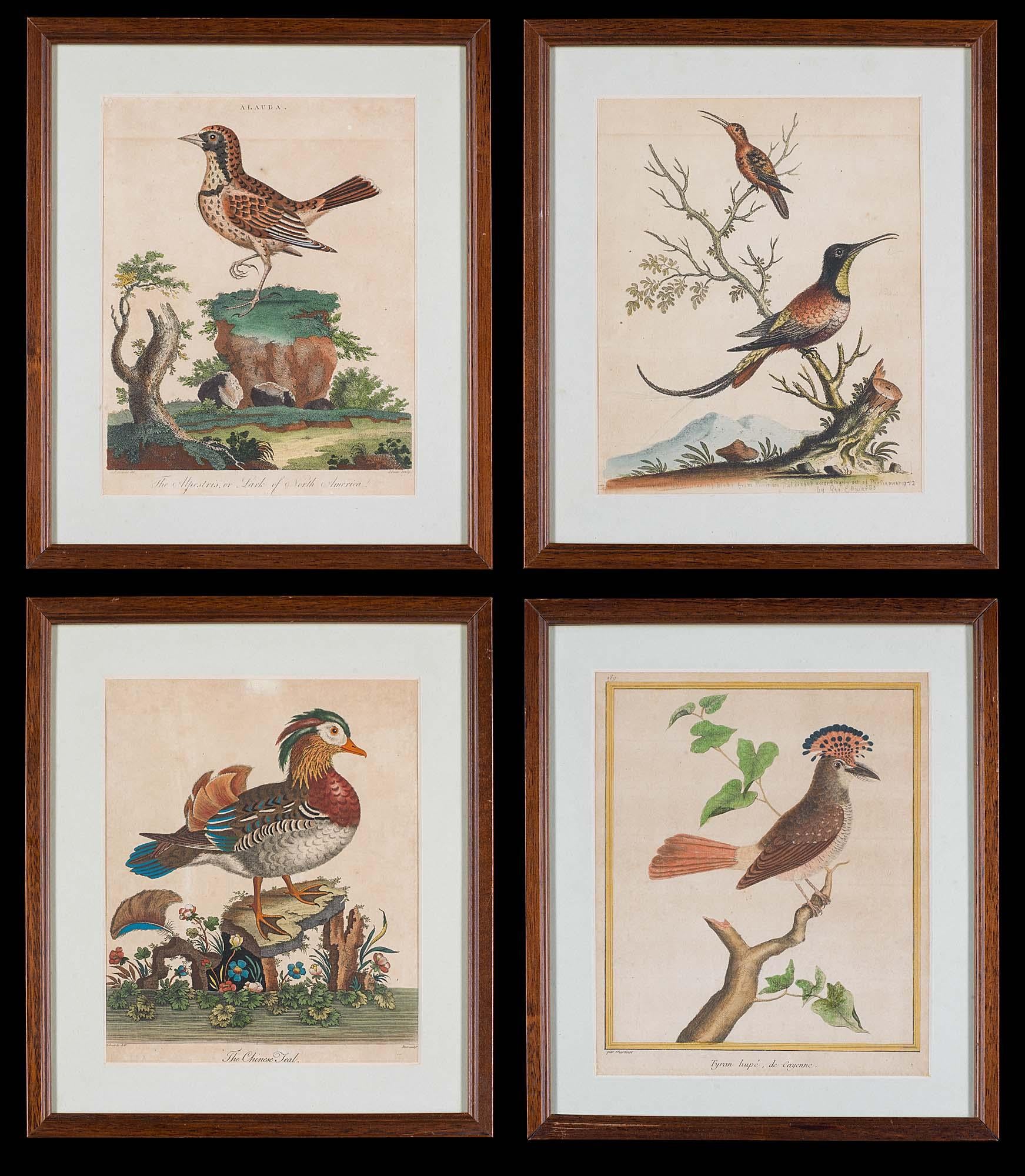 Set of 18th Century Engravings of Exotic Birds by George Edwards and Martinet 4