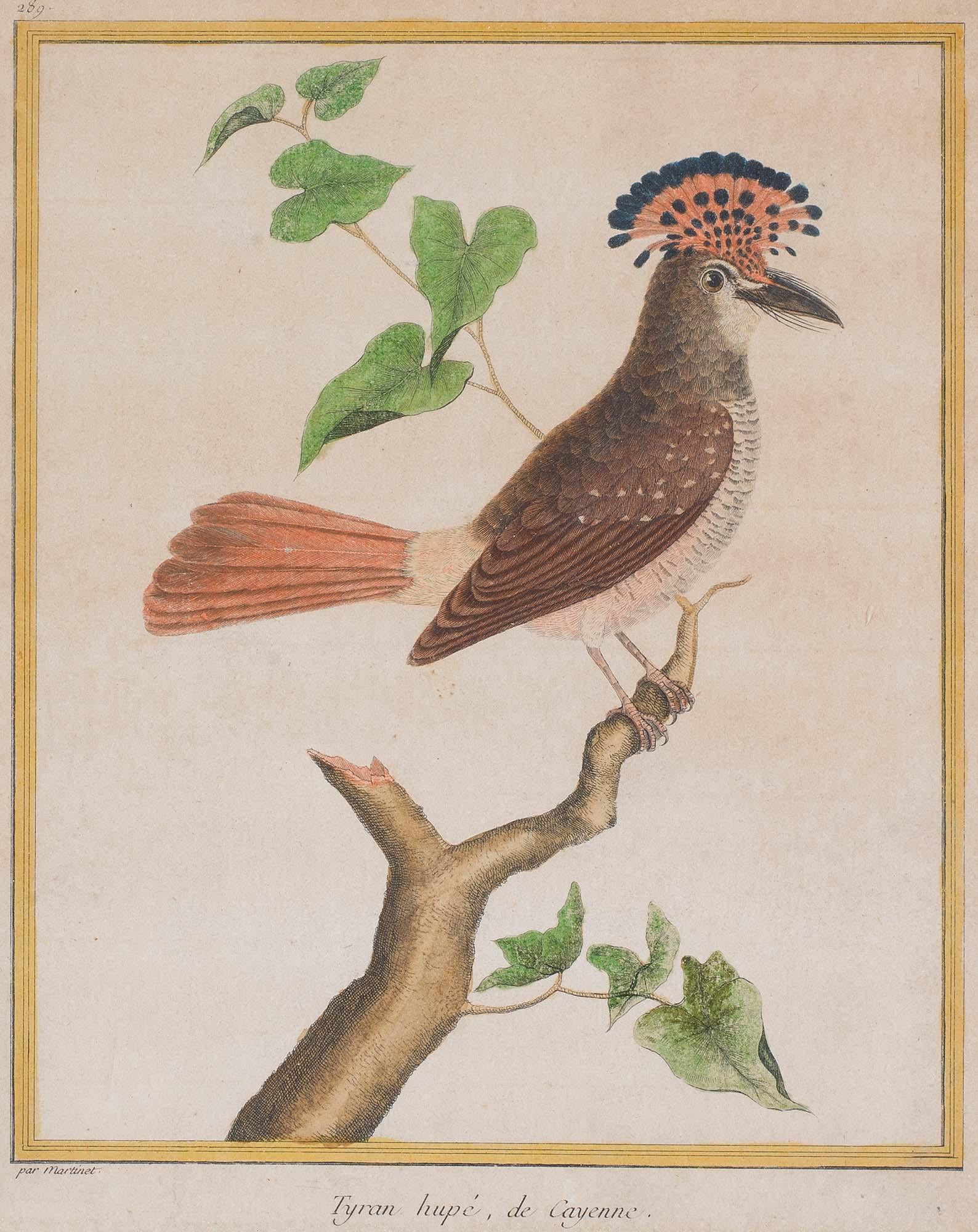 Engraved Set of 18th Century Engravings of Exotic Birds by George Edwards and Martinet