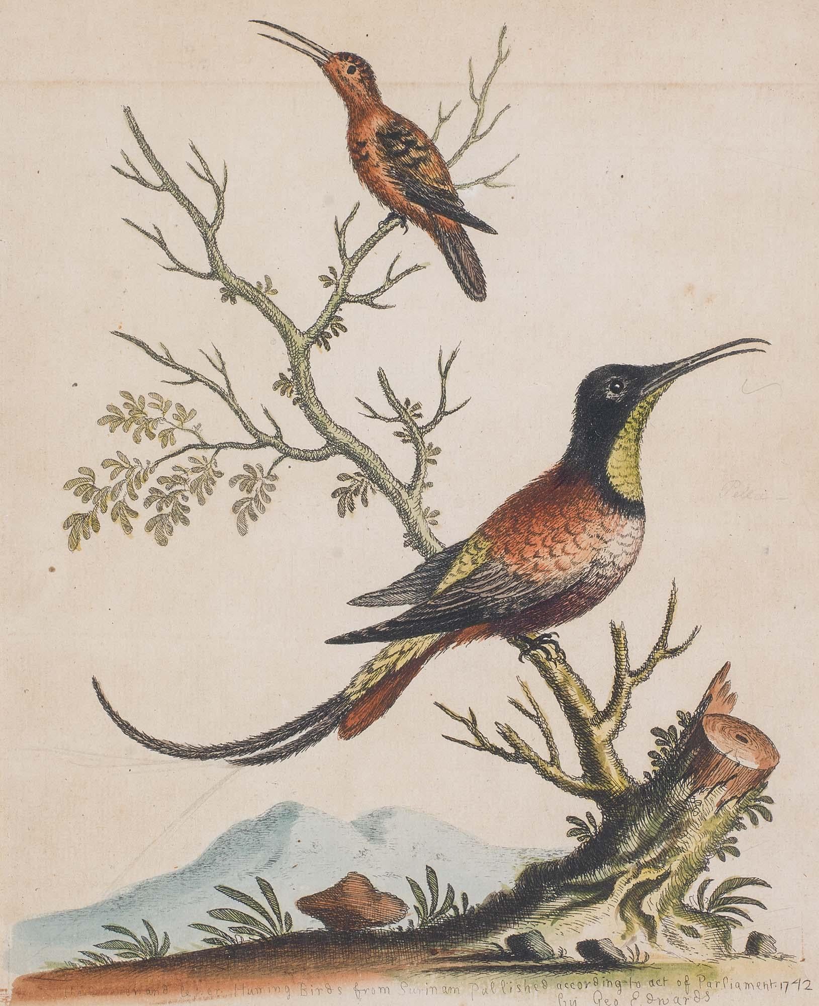 Paper Set of 18th Century Engravings of Exotic Birds by George Edwards and Martinet