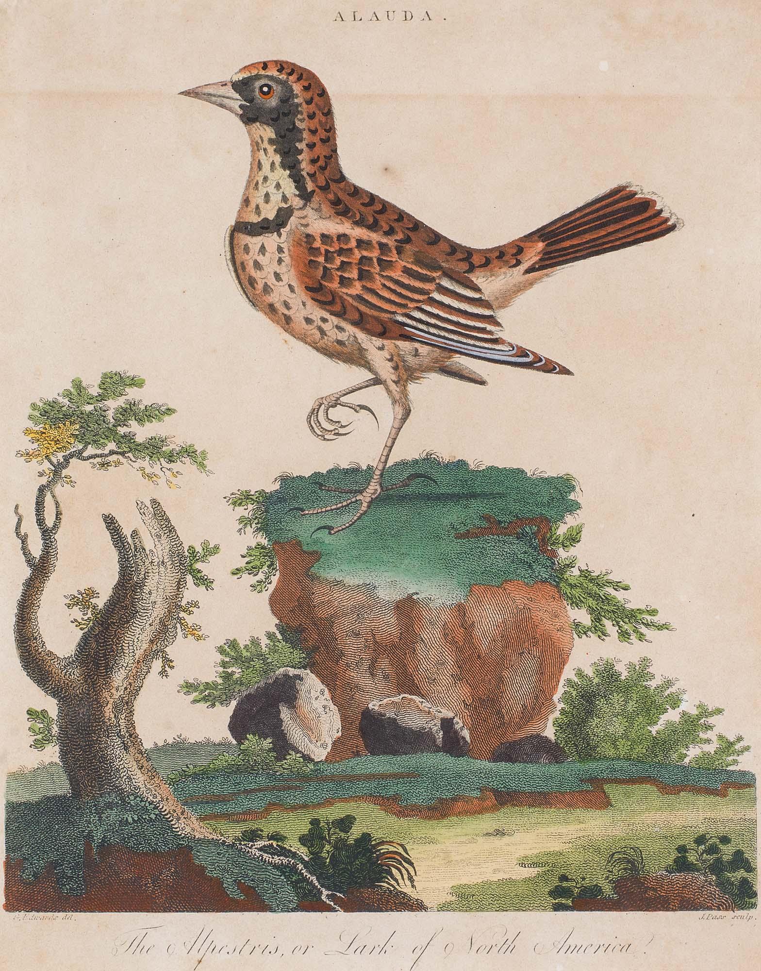 Set of 18th Century Engravings of Exotic Birds by George Edwards and Martinet 1