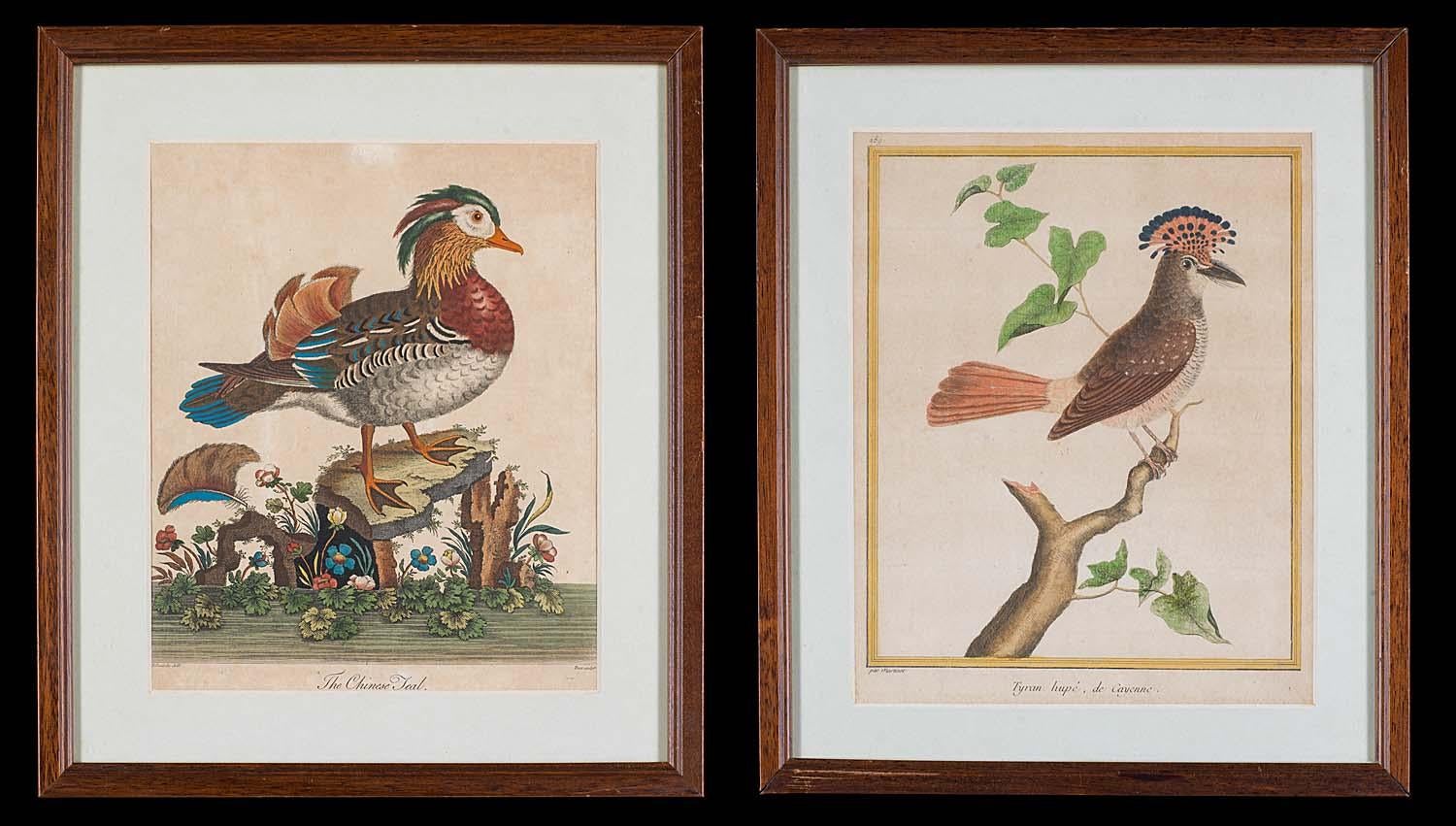 Set of 18th Century Engravings of Exotic Birds by George Edwards and Martinet 2