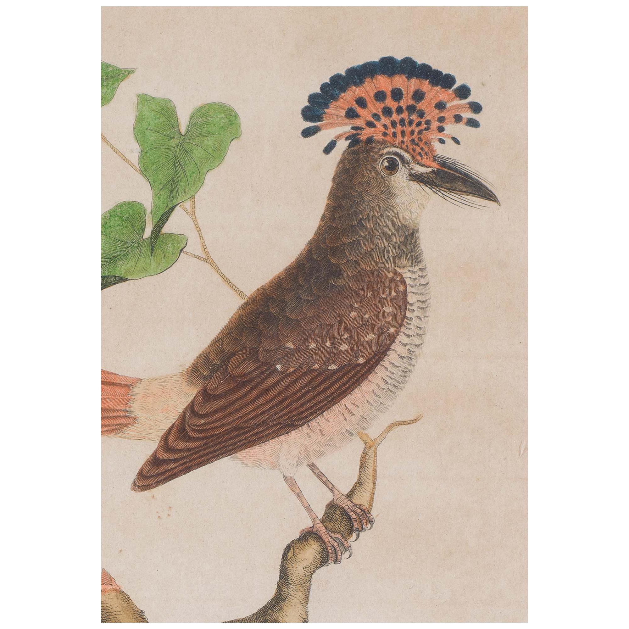 Set of 18th Century Engravings of Exotic Birds by George Edwards and Martinet
