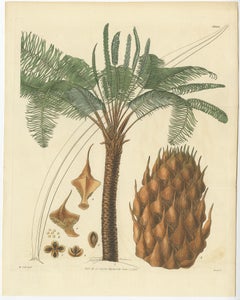 Set of 19 Antique Prints of Marine Life, Botany etc.