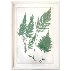 Set of 19th Century Bradbury & Evans Nature Printed Fern Prints