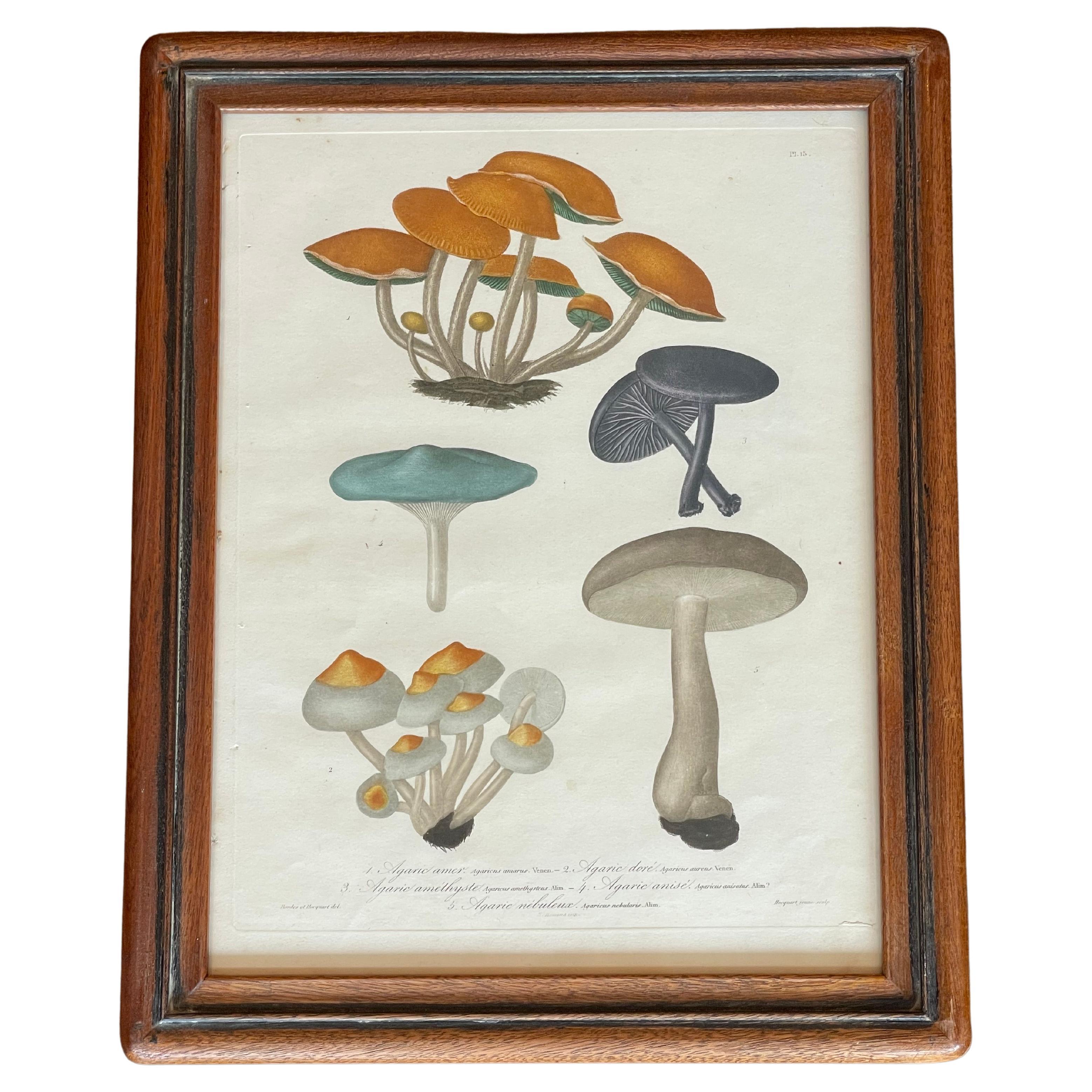 Set of 19th Century Mushroom Mezzo Prints by Joseph Roques 3