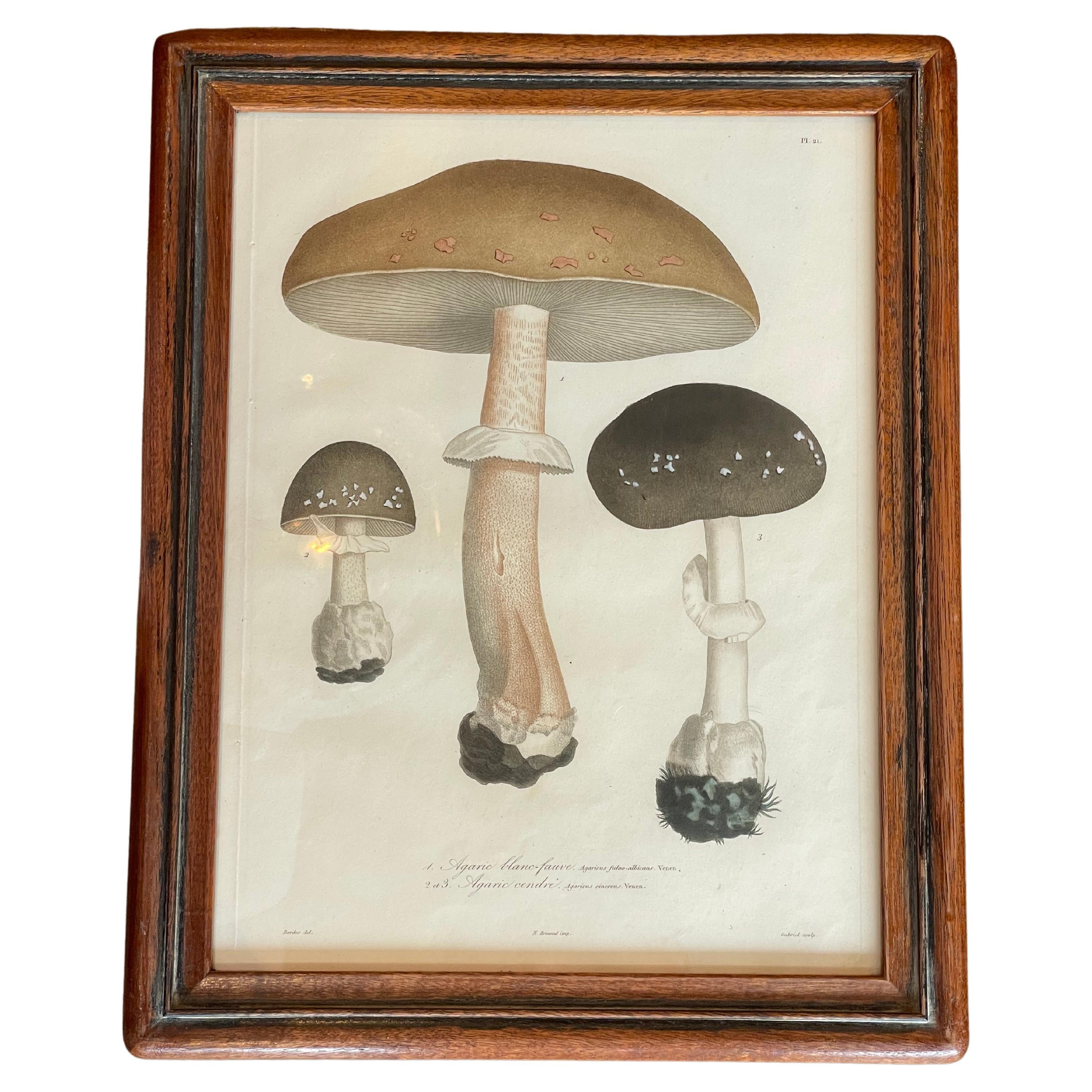 Set of Nine Mushroom Mezzo Prints by Joseph Roques
Sourced by Martyn Lawrence Bullard from England, Circa 1830
Encased in Original Walnut Frames