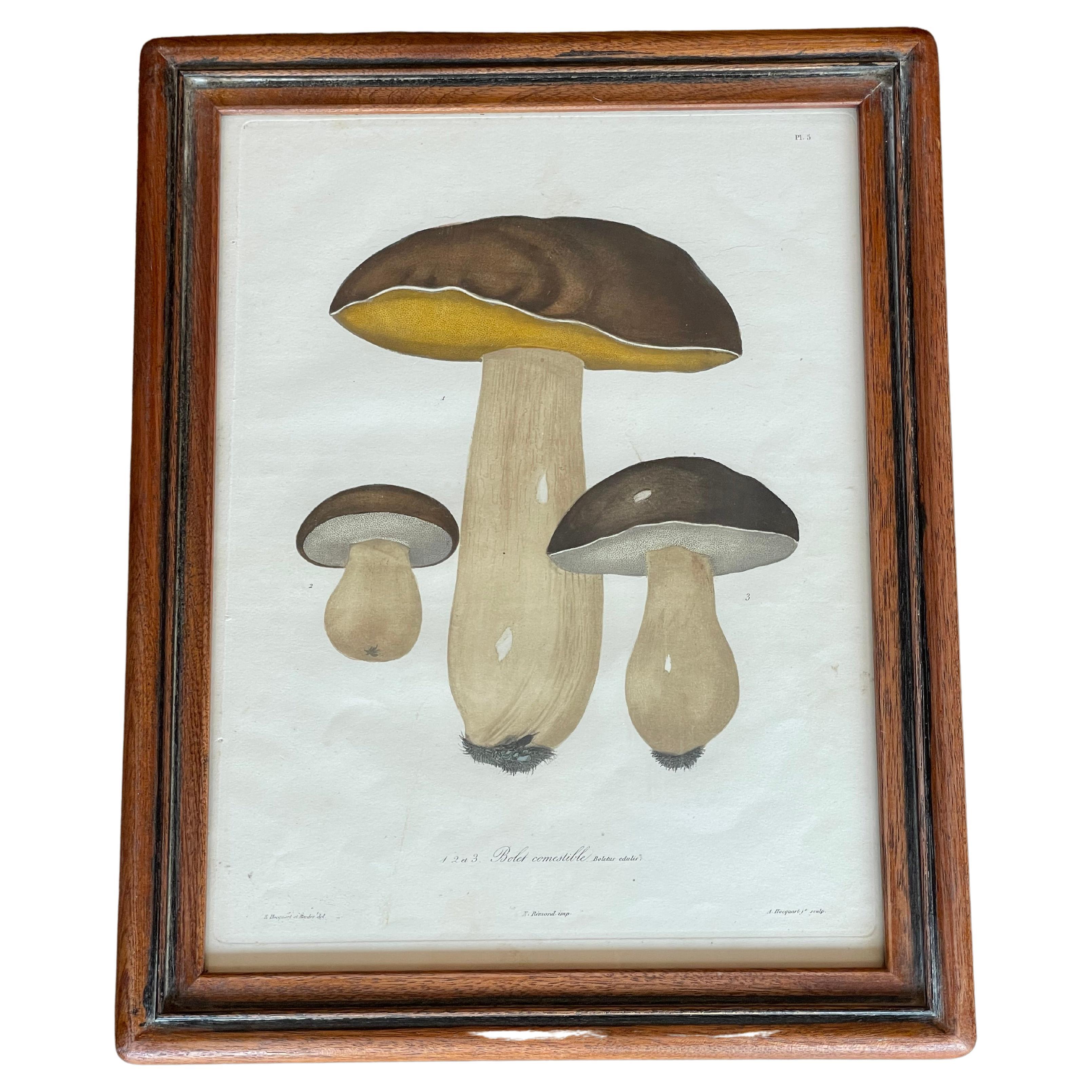French Set of 19th Century Mushroom Mezzo Prints by Joseph Roques