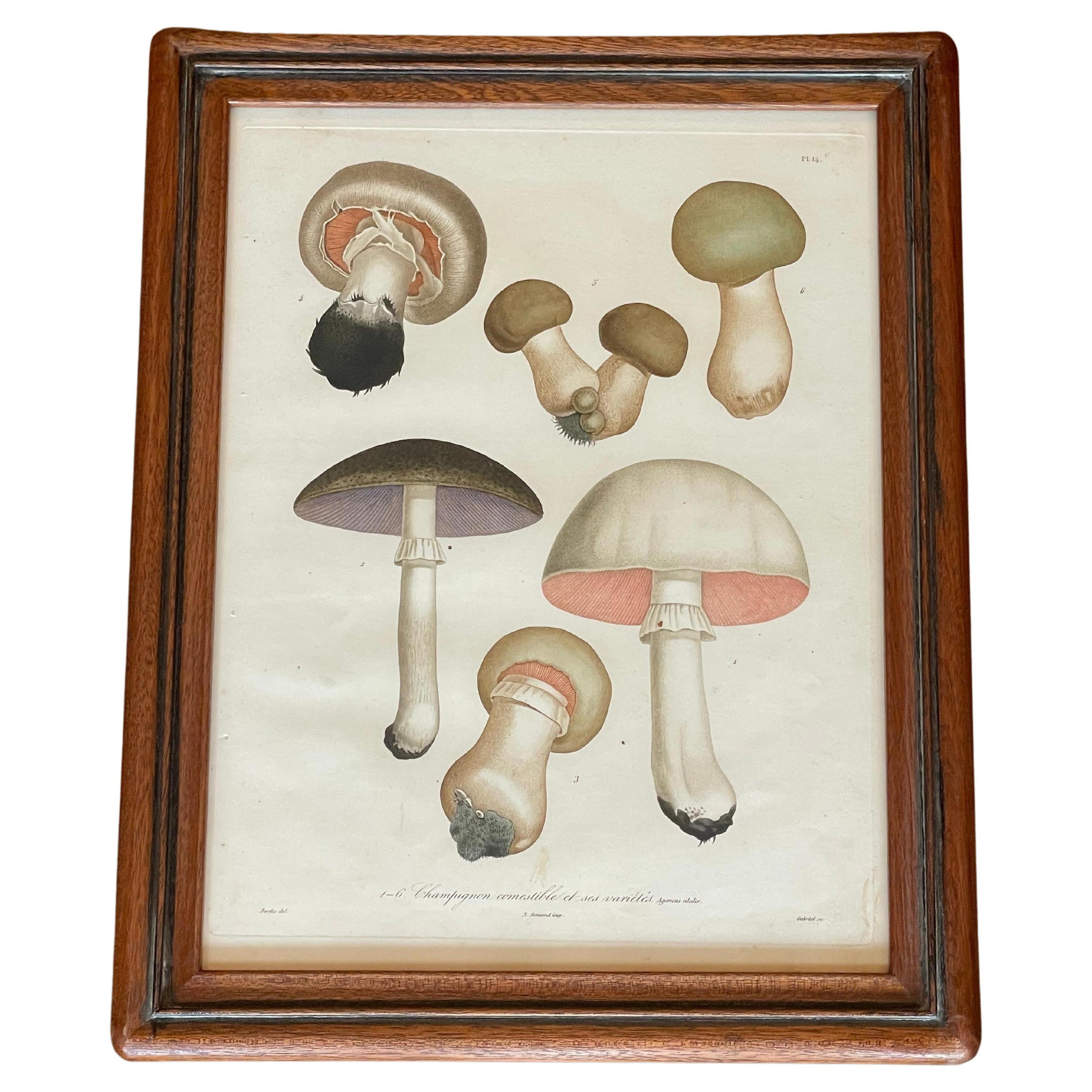 Engraved Set of 19th Century Mushroom Mezzo Prints by Joseph Roques