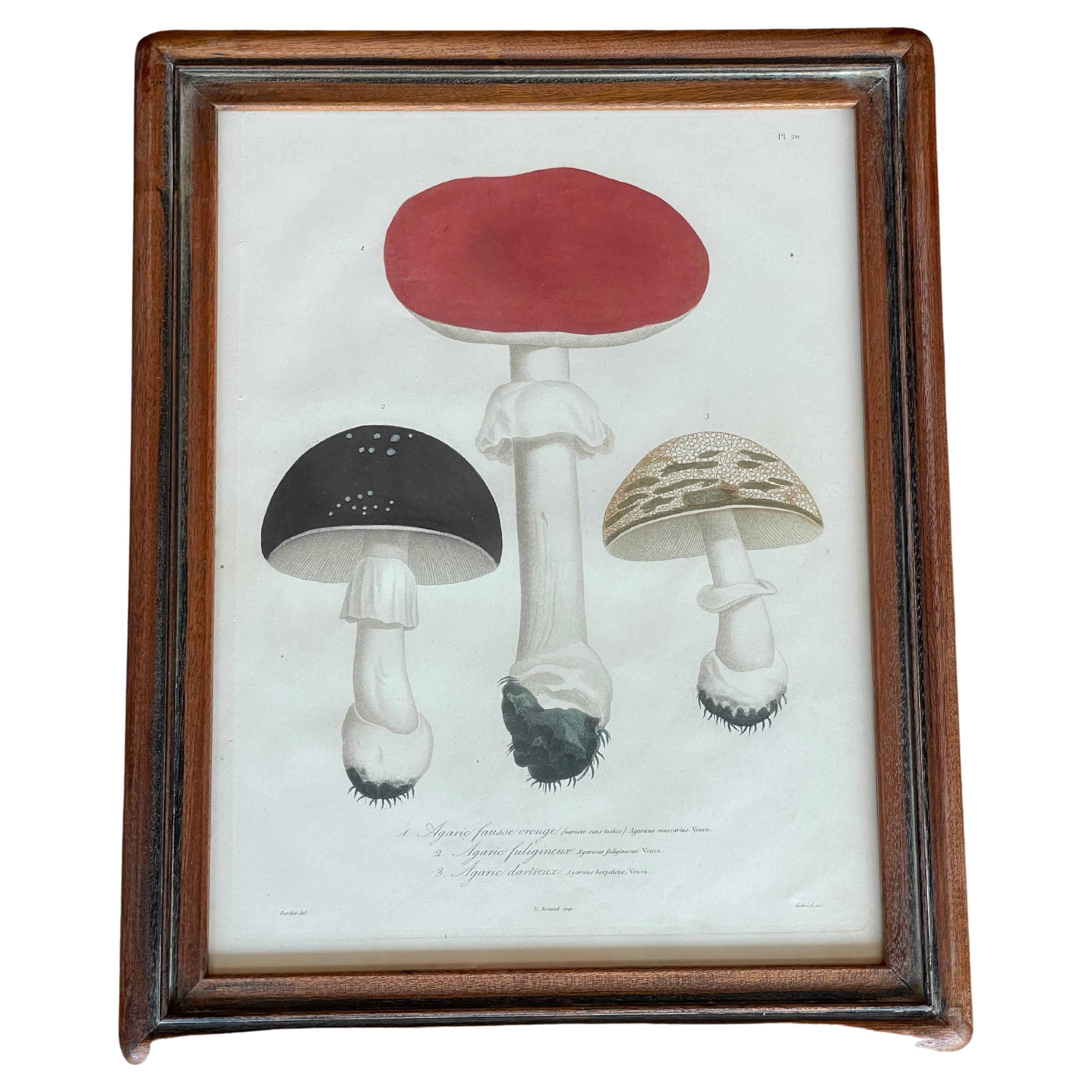 Set of 19th Century Mushroom Mezzo Prints by Joseph Roques In Excellent Condition In West Hollywood, CA