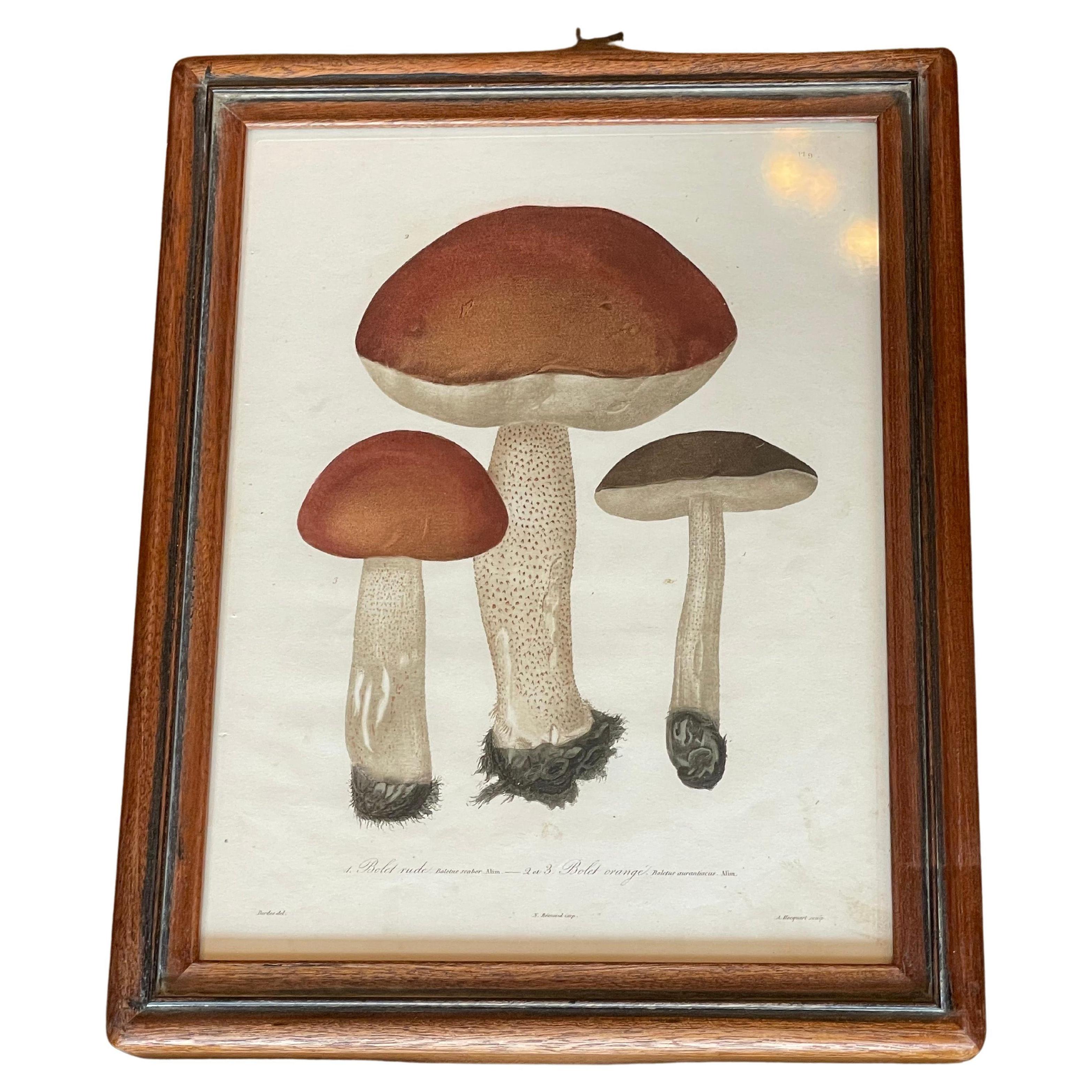 Art Glass Set of 19th Century Mushroom Mezzo Prints by Joseph Roques