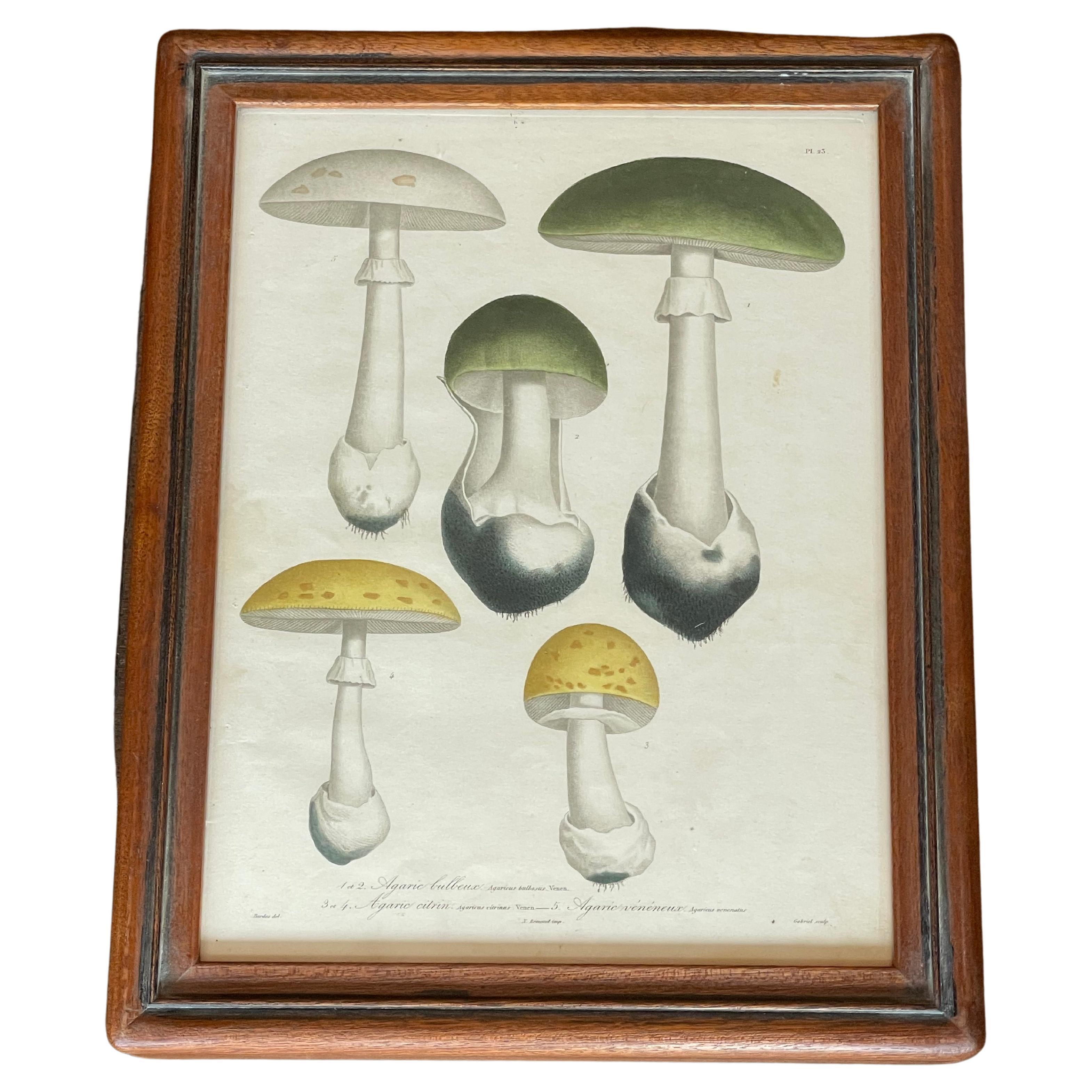 Set of 19th Century Mushroom Mezzo Prints by Joseph Roques 1