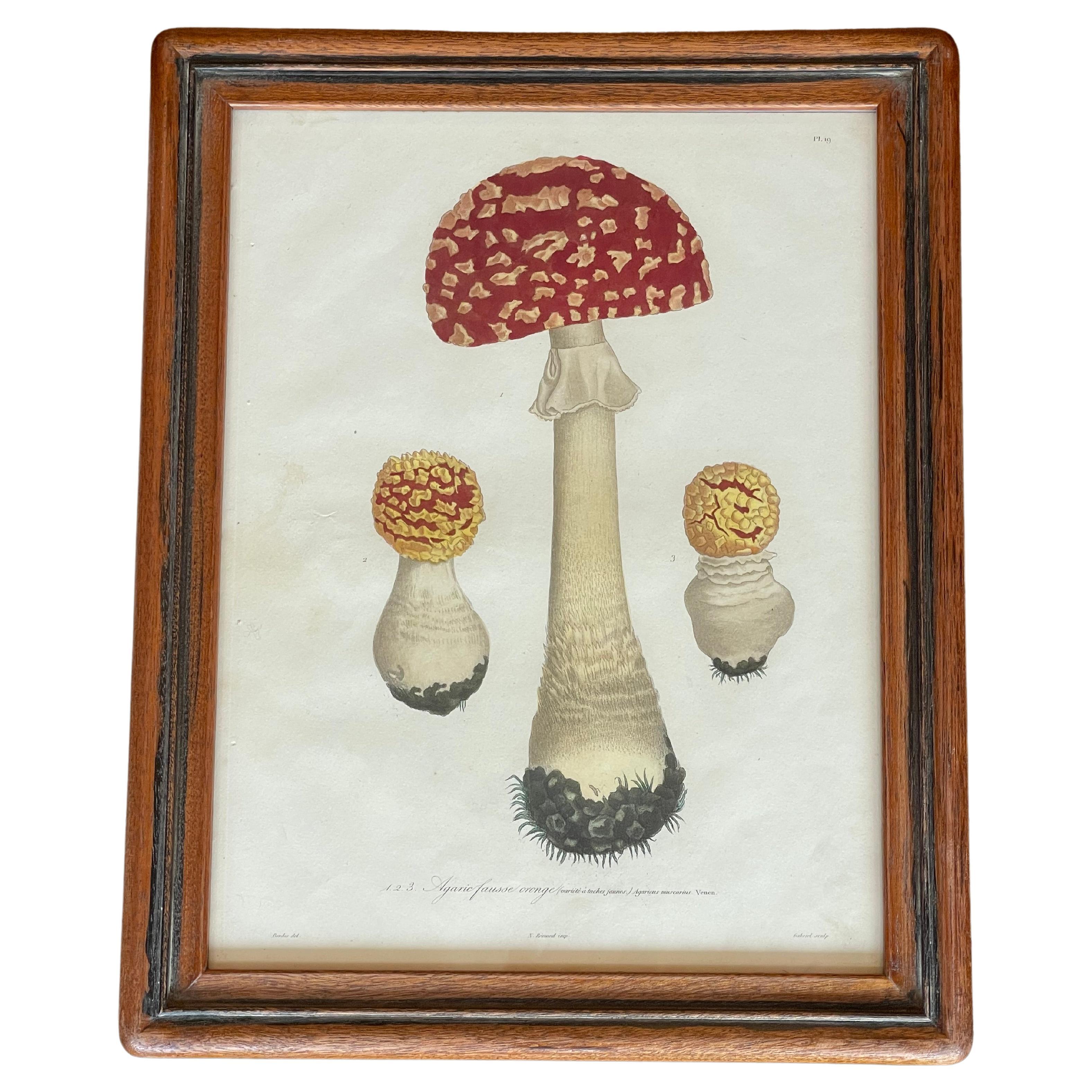 Set of 19th Century Mushroom Mezzo Prints by Joseph Roques 2