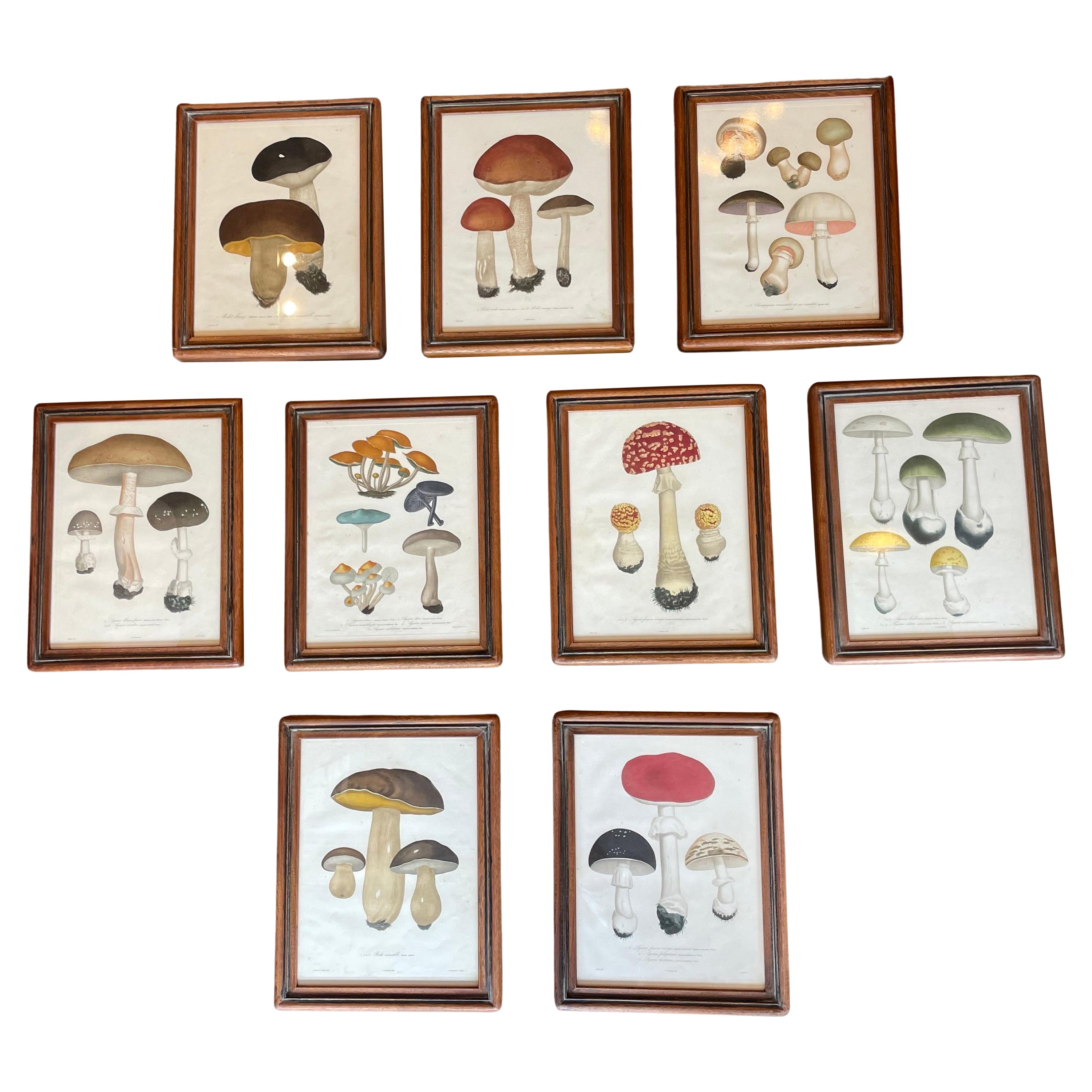 Set of 19th Century Mushroom Mezzo Prints by Joseph Roques