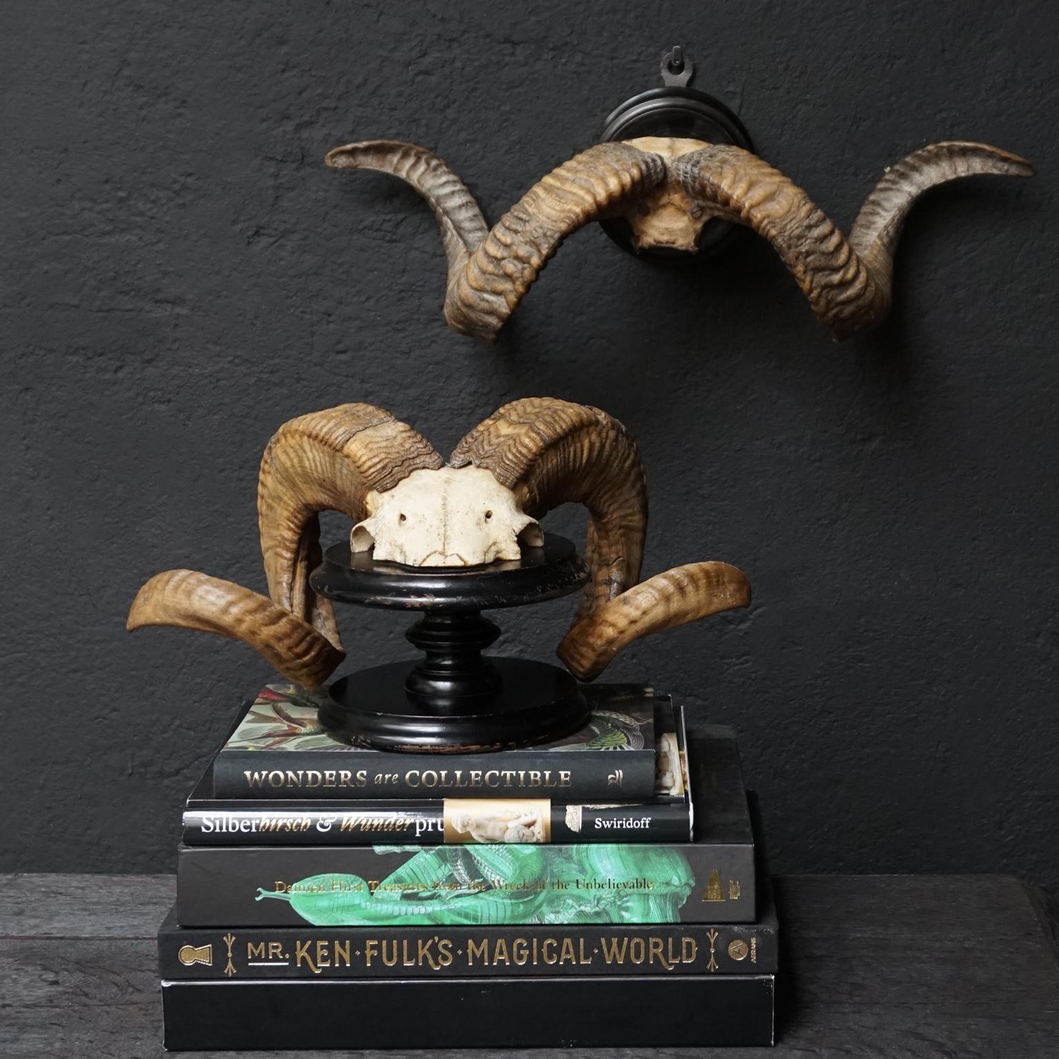 Set of 19th Century Victorian Ram's Horns 2