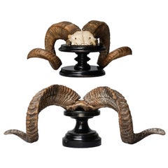 Antique Set of 19th Century Victorian Ram's Horns