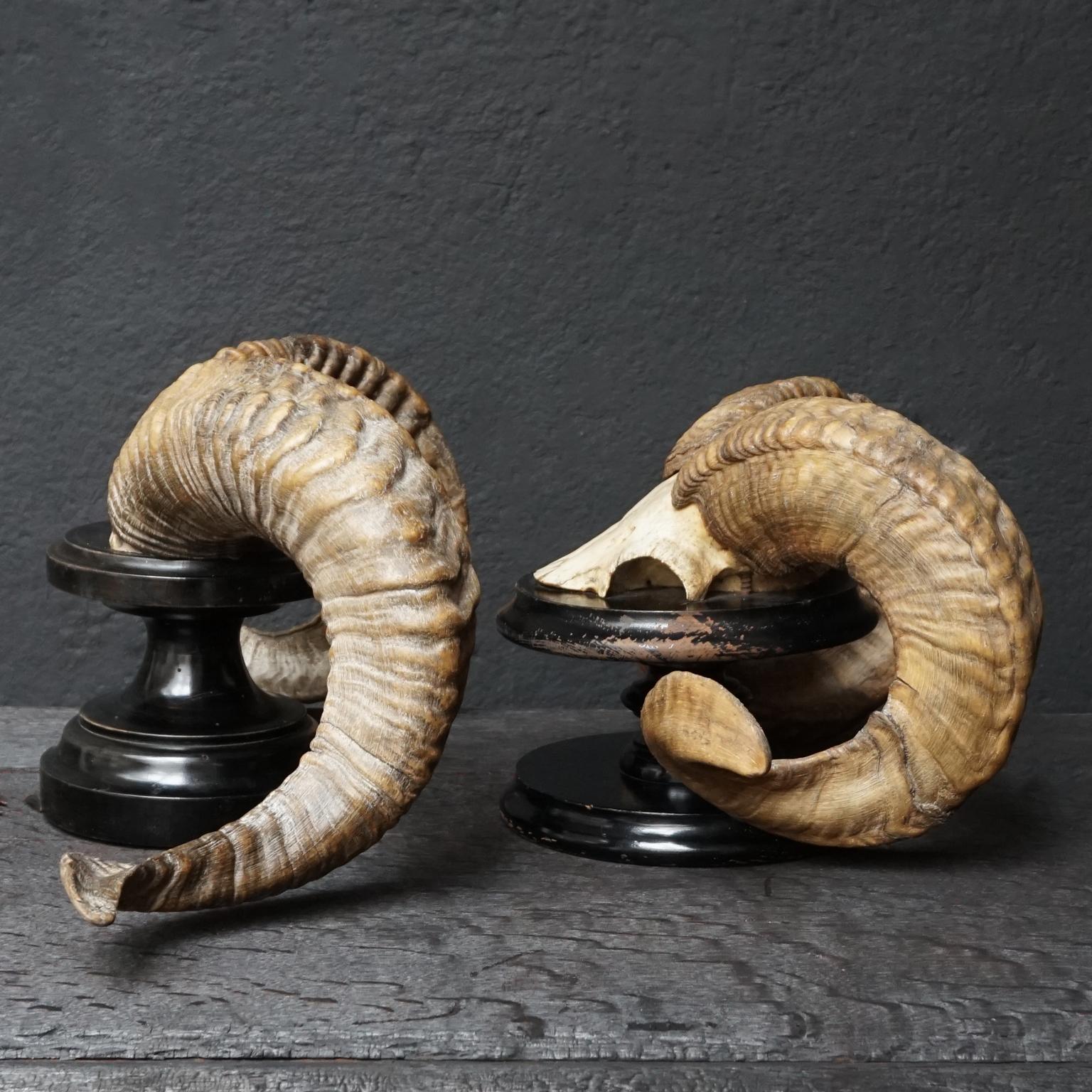 Antique Victorian pair of ram's horns.
Mounted on antique wooden blackened wooden plateau bases. Can be used as a freestanding sculptures on a desk or hung on the wall. 

Span across the horns of the wide one is 56 cm (22.1 inch) and of the