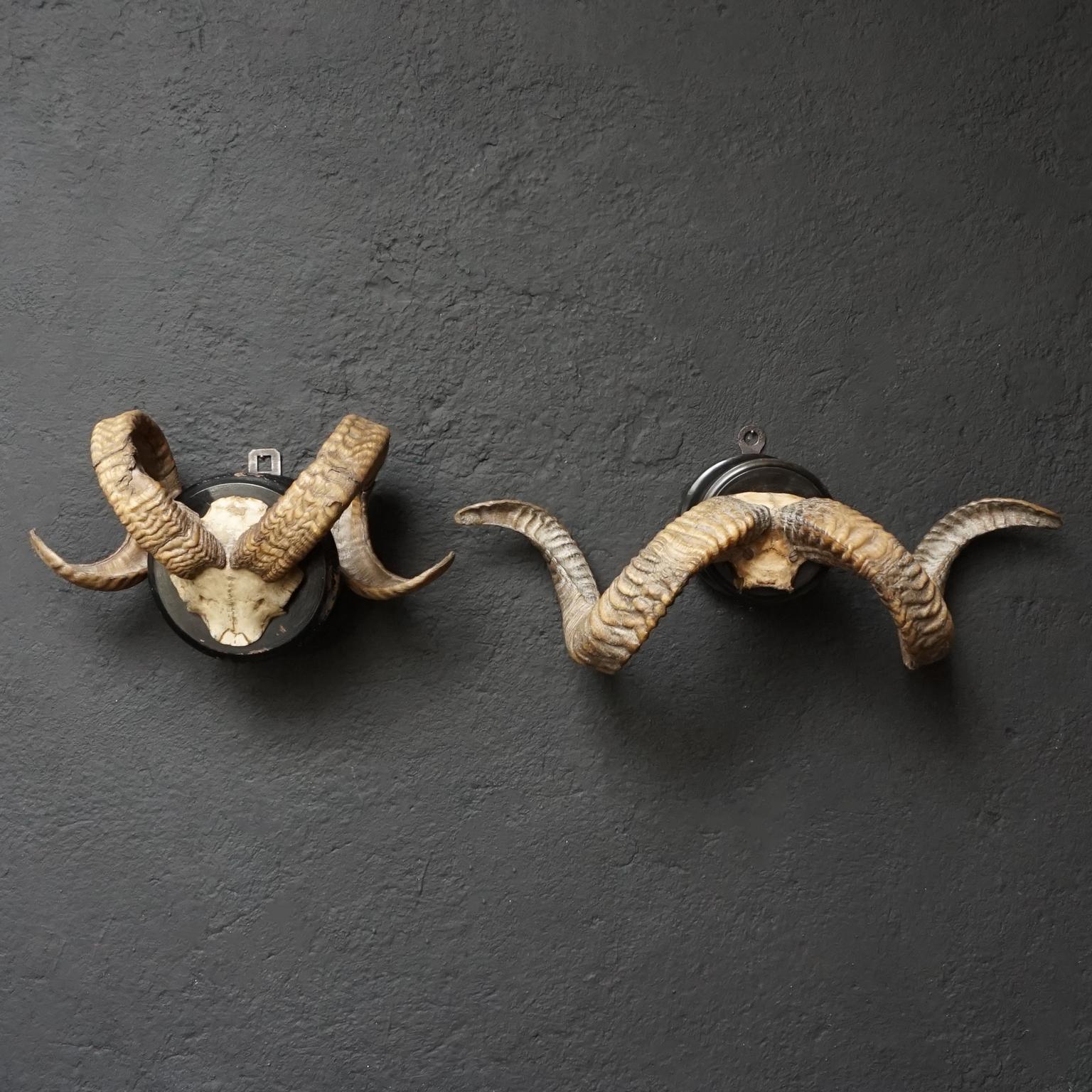 ram horns for sale