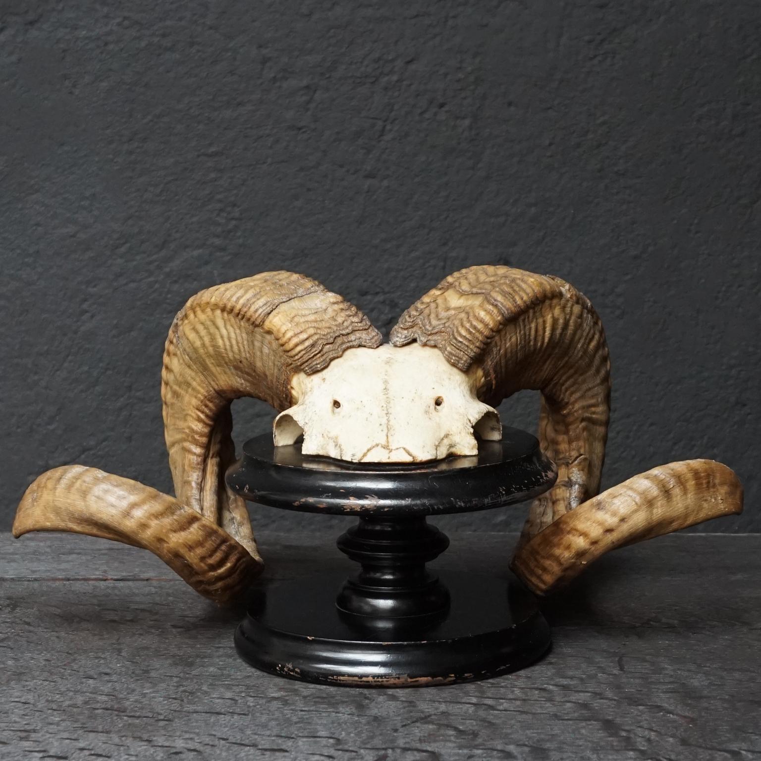German Set of 19th Century Victorian Ram's Horns