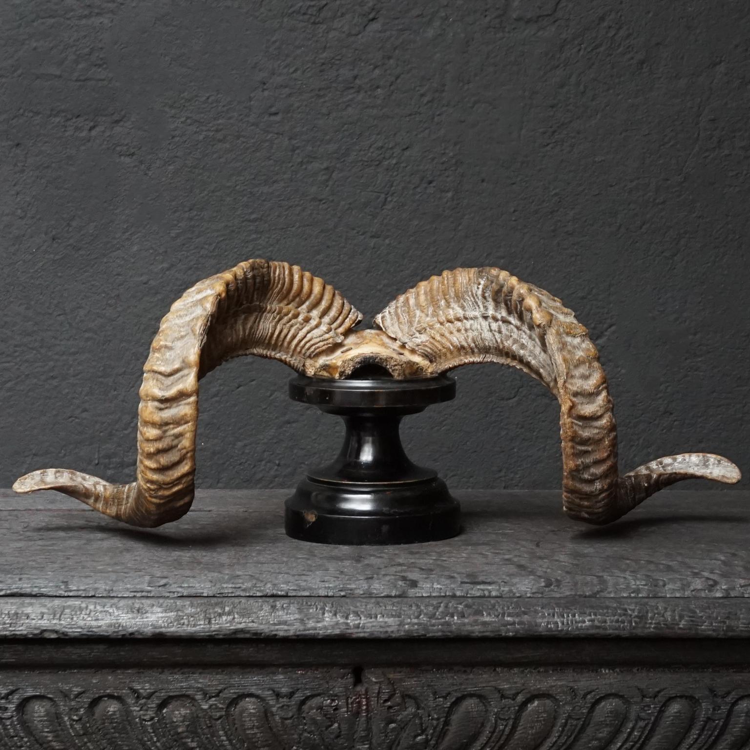 Blackened Set of 19th Century Victorian Ram's Horns