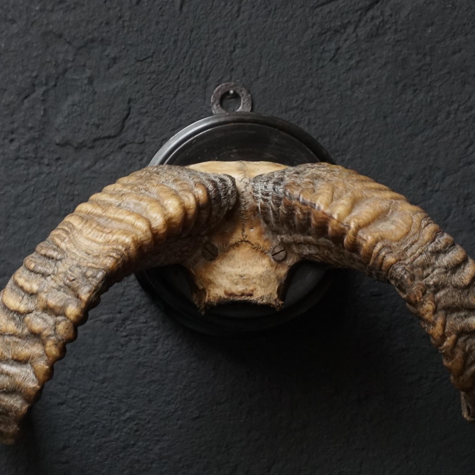 Wood Set of 19th Century Victorian Ram's Horns