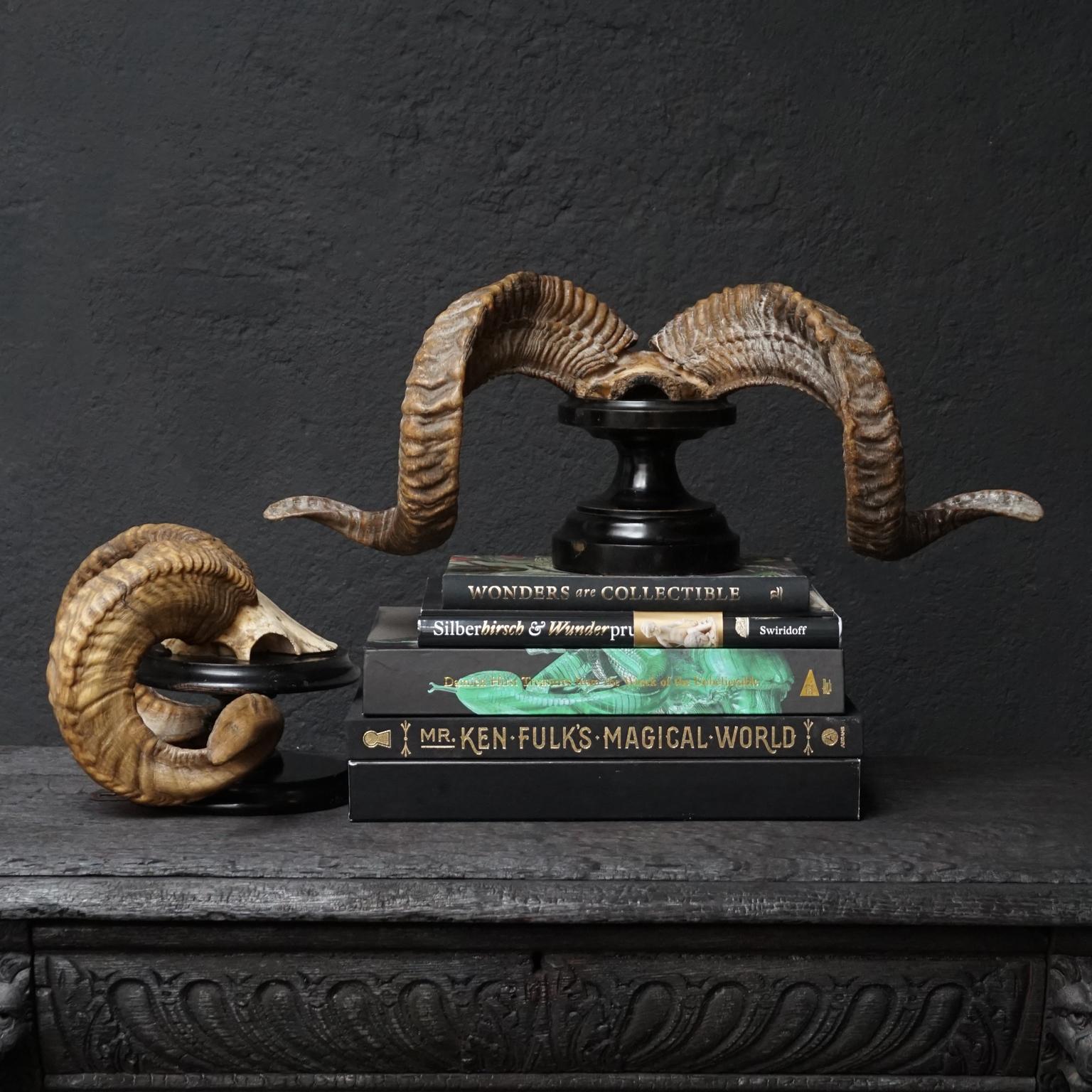 Set of 19th Century Victorian Ram's Horns 1