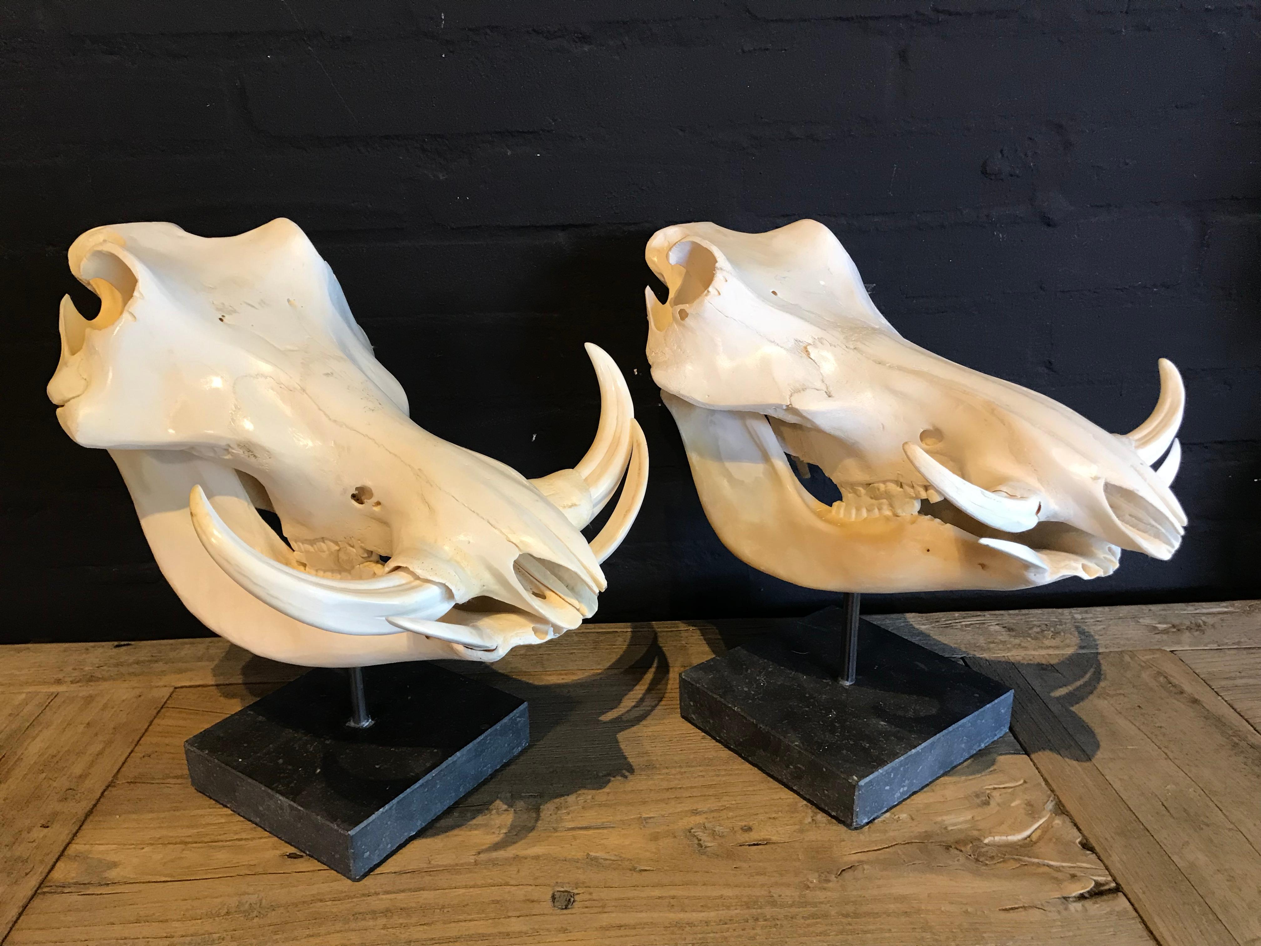 Set of 2 African warthog skulls in excellent condition on a hardstone pedestal.
The skulls are polished and have a light shine patine.