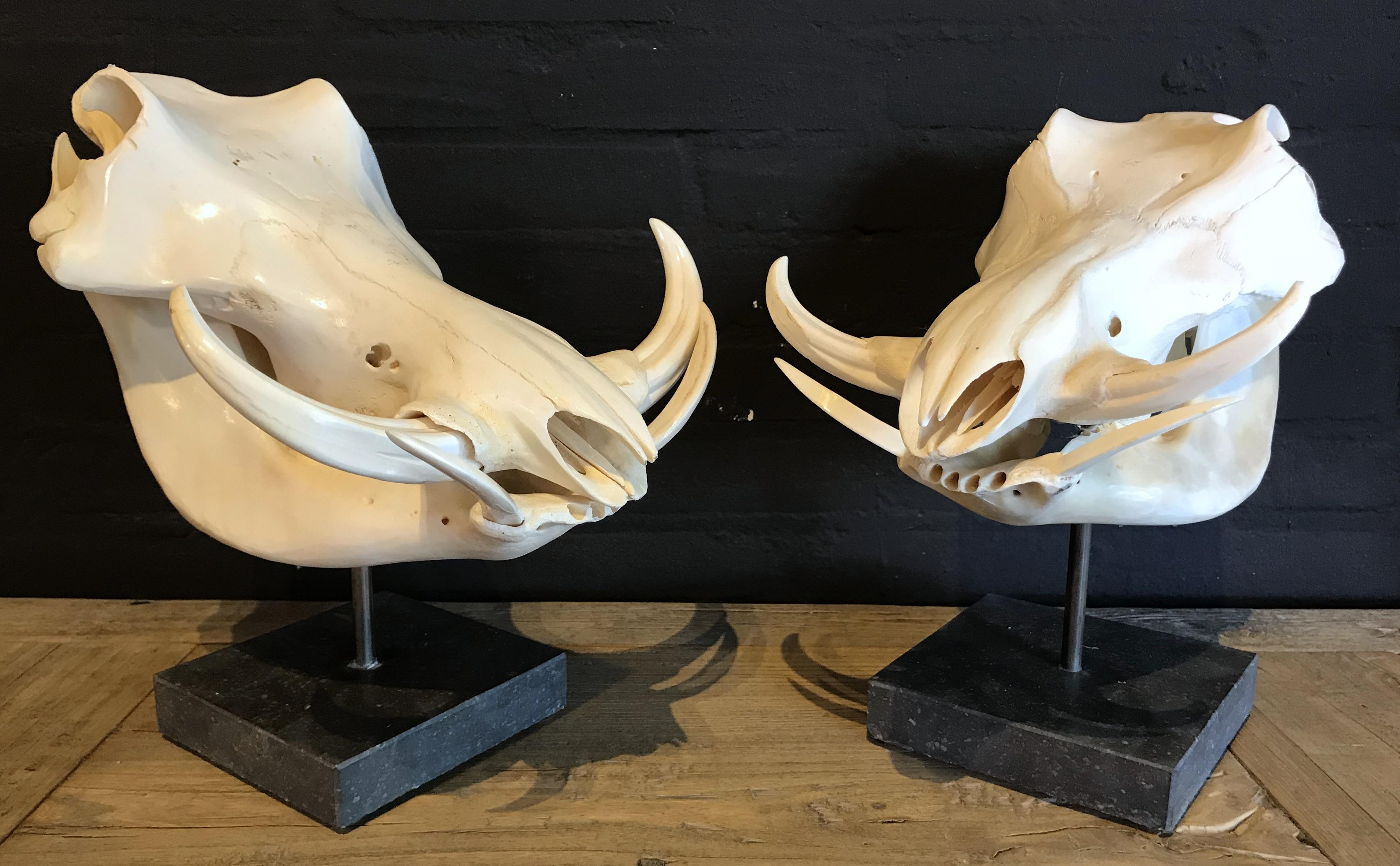 warthog skull for sale