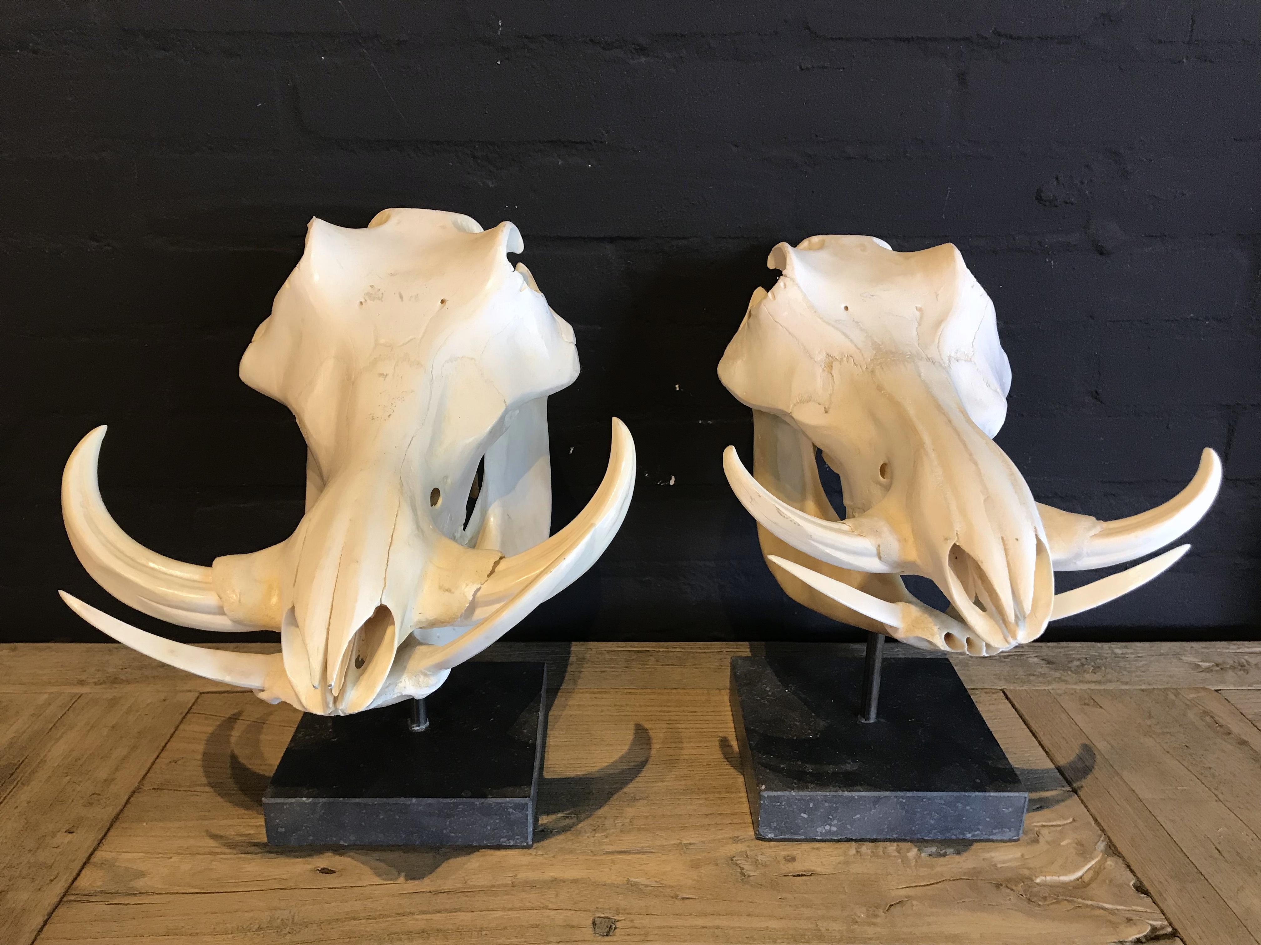 South African Set of 2 African Warthog Skulls