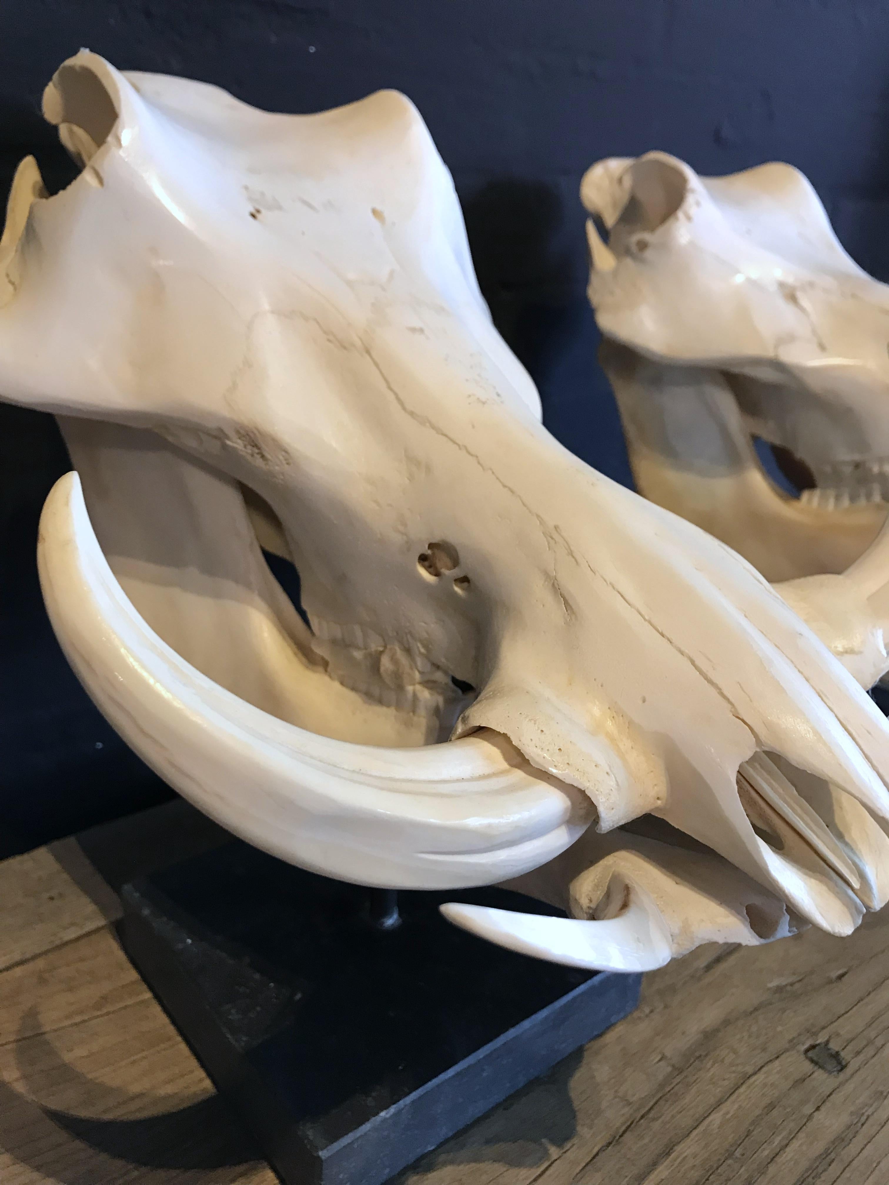 Set of 2 African Warthog Skulls In Excellent Condition In Eindhoven, NL