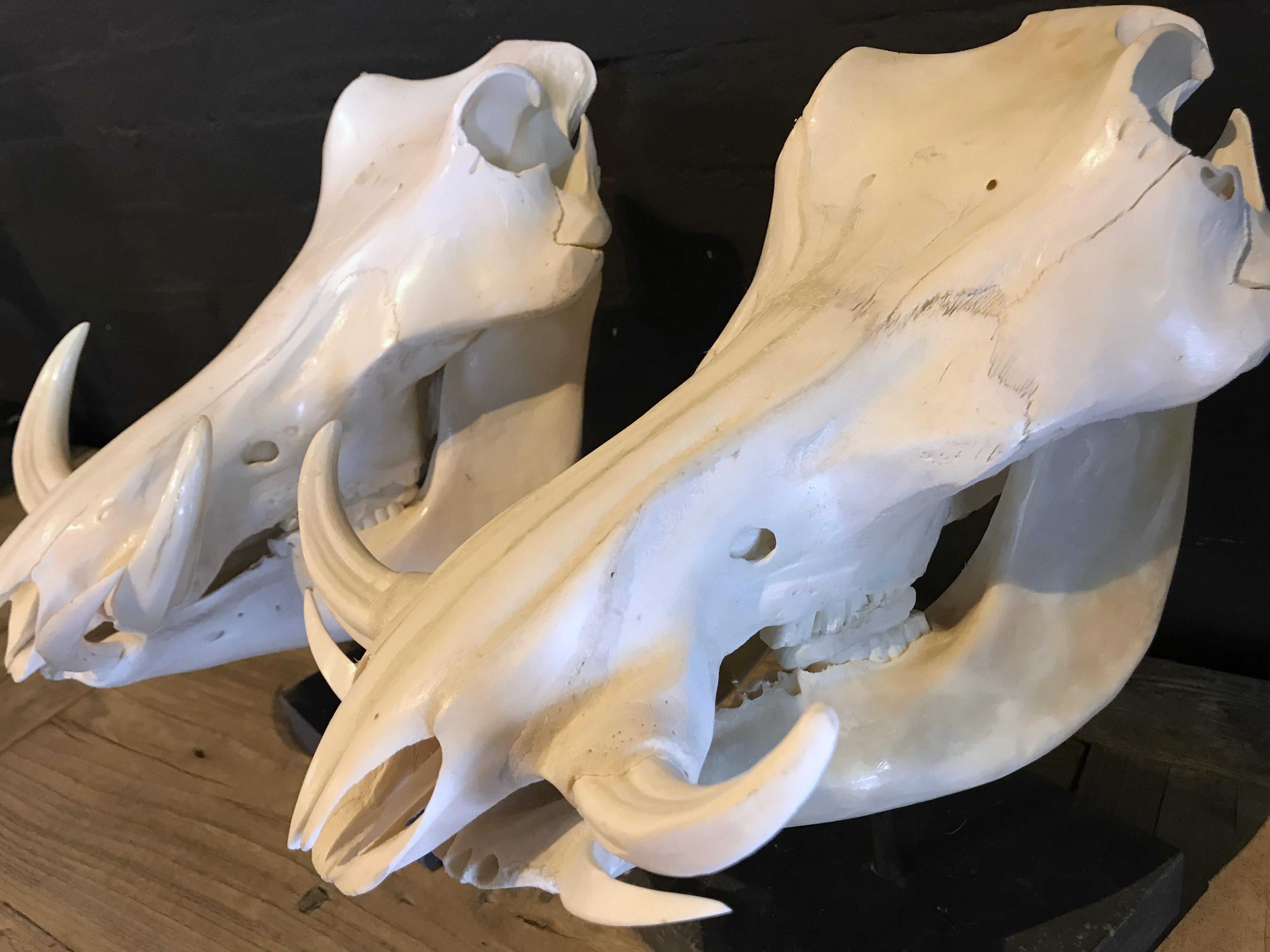 Contemporary Set of 2 African Warthog Skulls