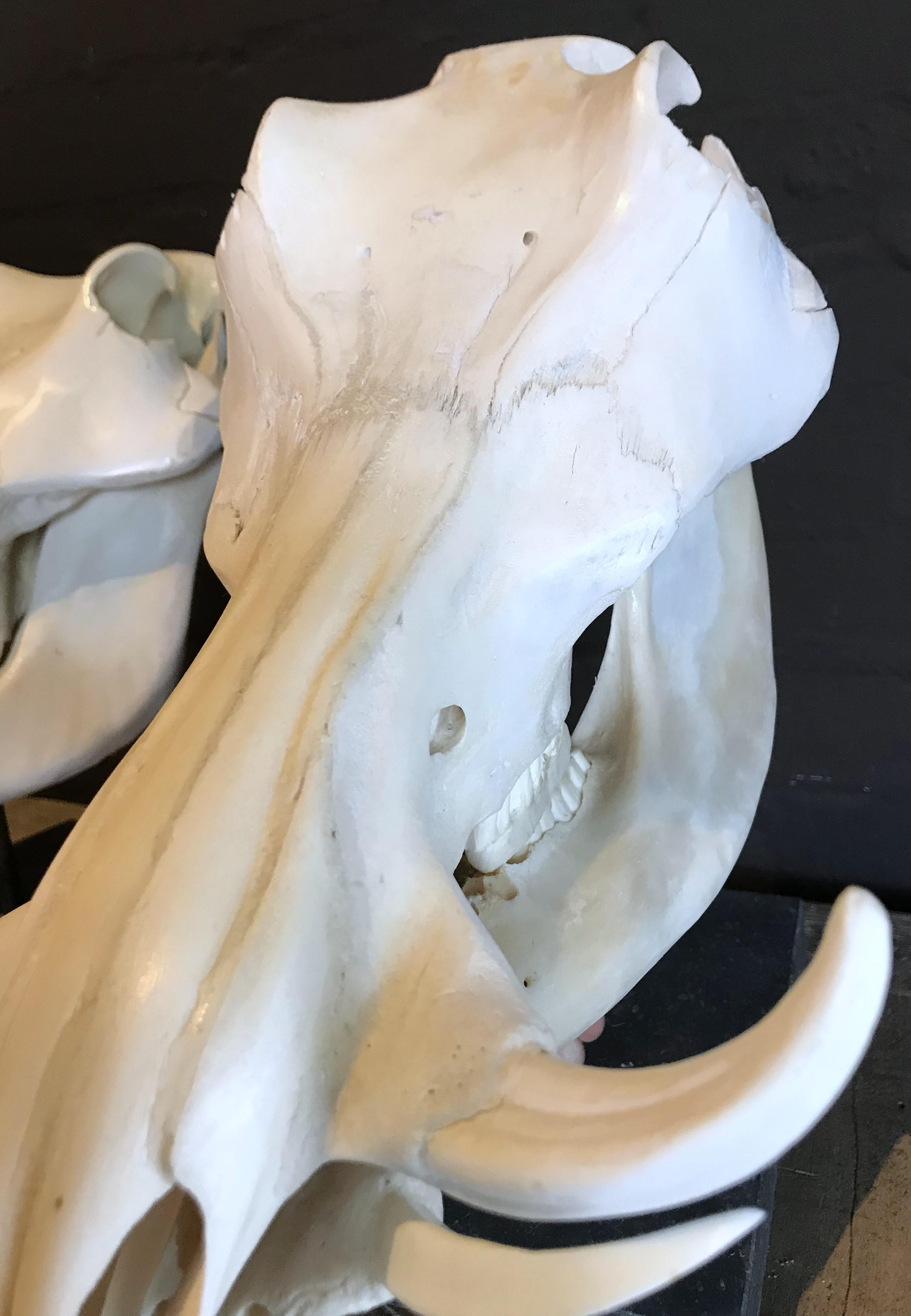 Bone Set of 2 African Warthog Skulls