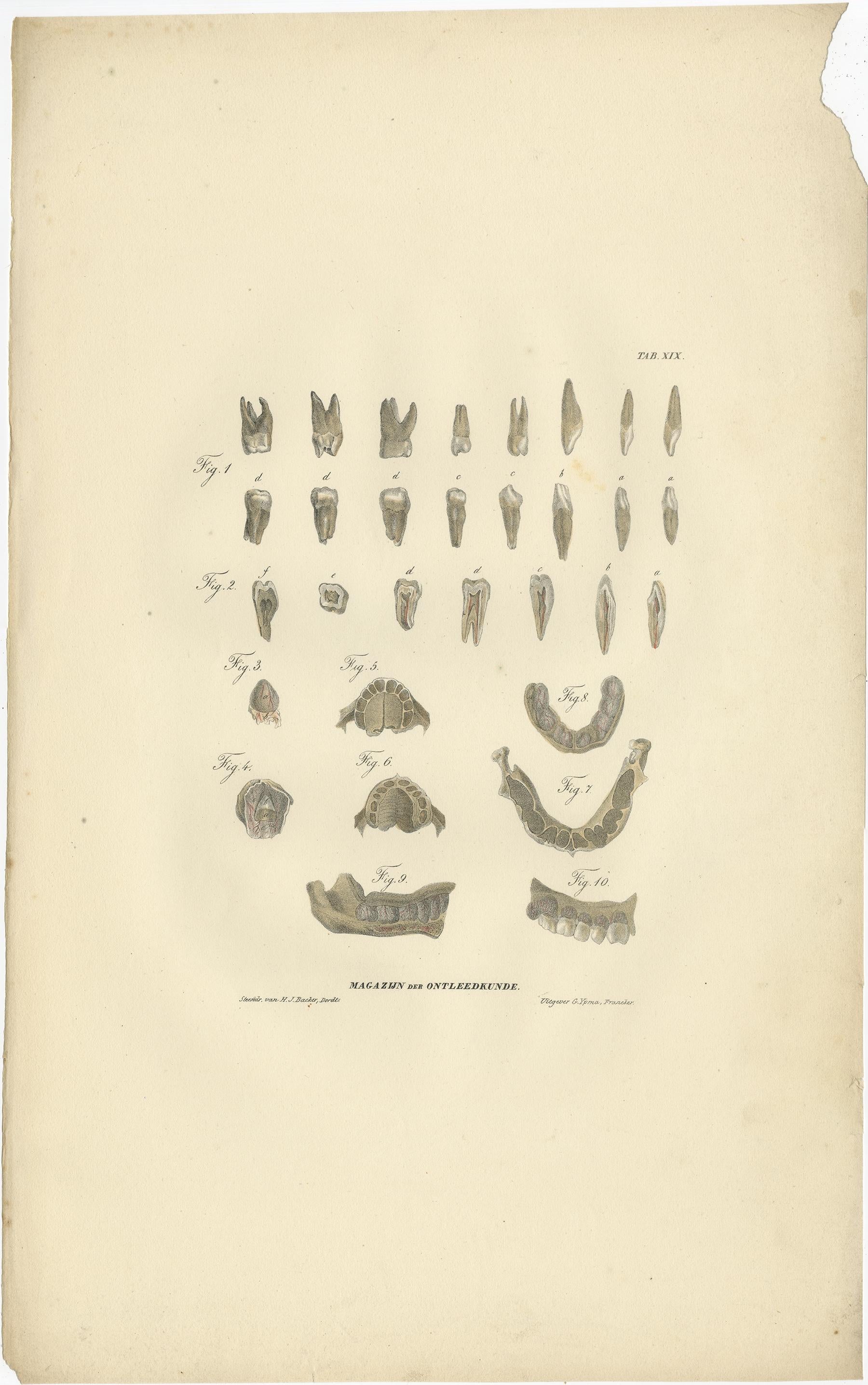 Set of two antique prints of dental anatomy. These prints originate from 'Magazijn van ontleedkunde' by Dr. Th. Richter. Published 1839.