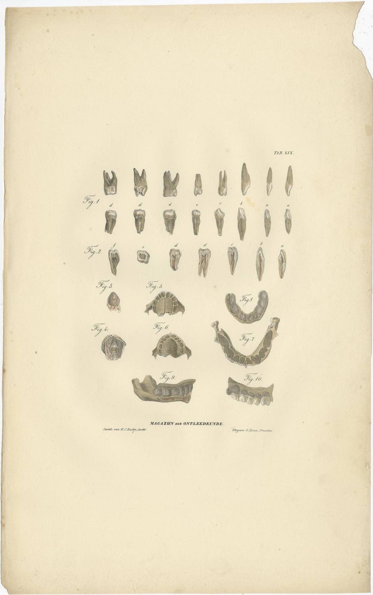 Set of 2 Antique Anatomy Prints of Dental Anatomy, '1839'