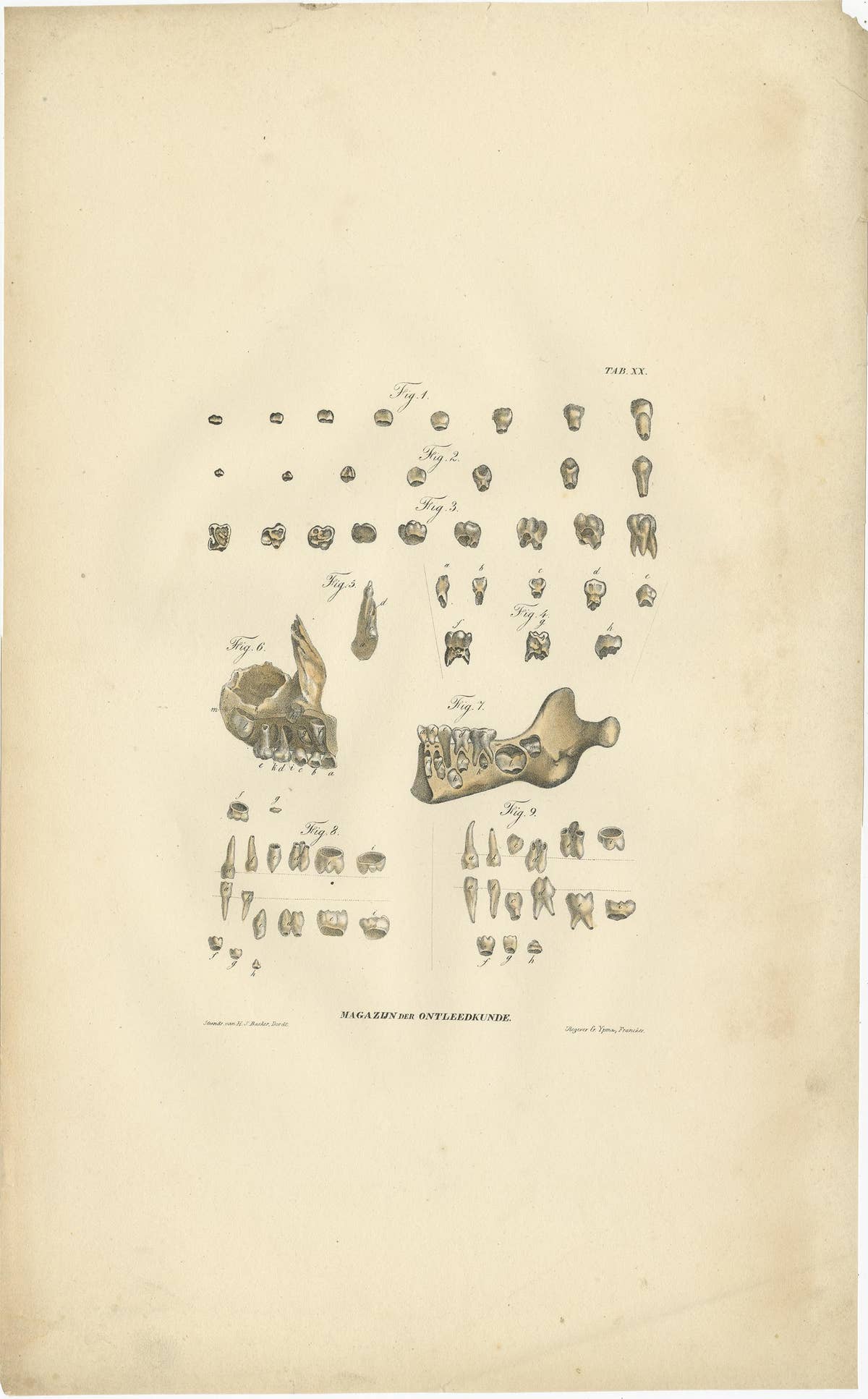 Set of 2 Antique Anatomy Prints of Dental Anatomy, '1839'