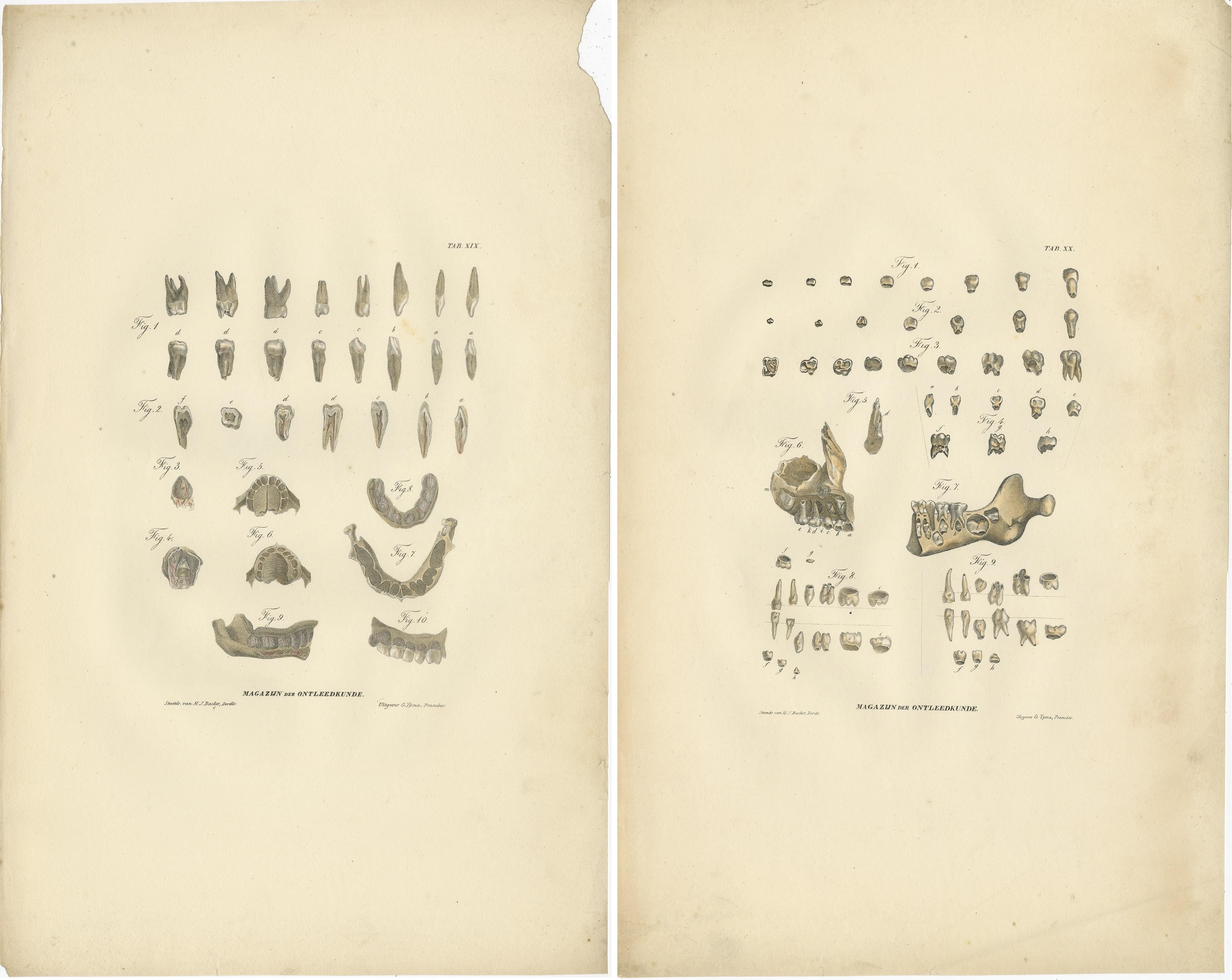 Set von 2 antiken Anatomendrucken der Zahn Anatomie, '1839' (19. Jahrhundert) im Angebot