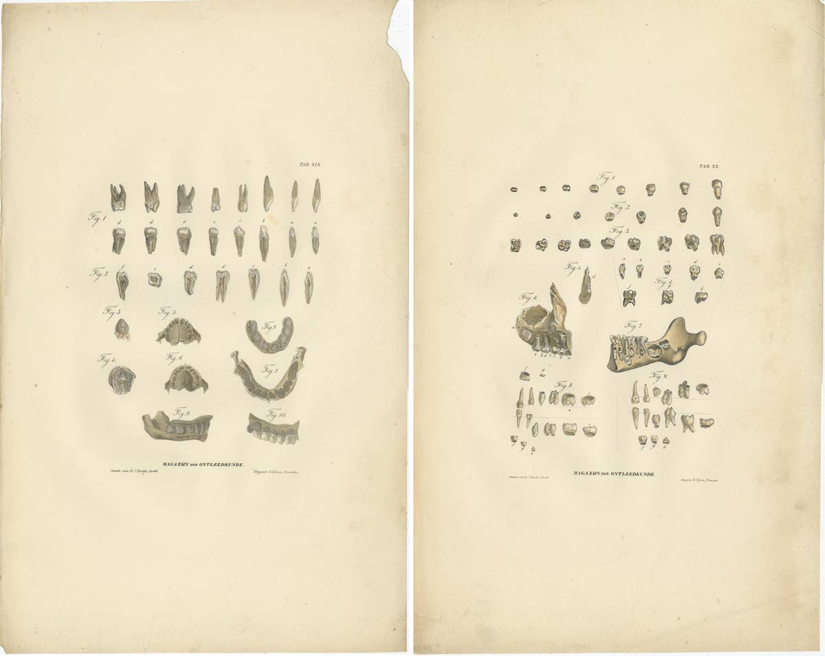 Set of 2 Antique Anatomy Prints of Dental Anatomy, '1839'