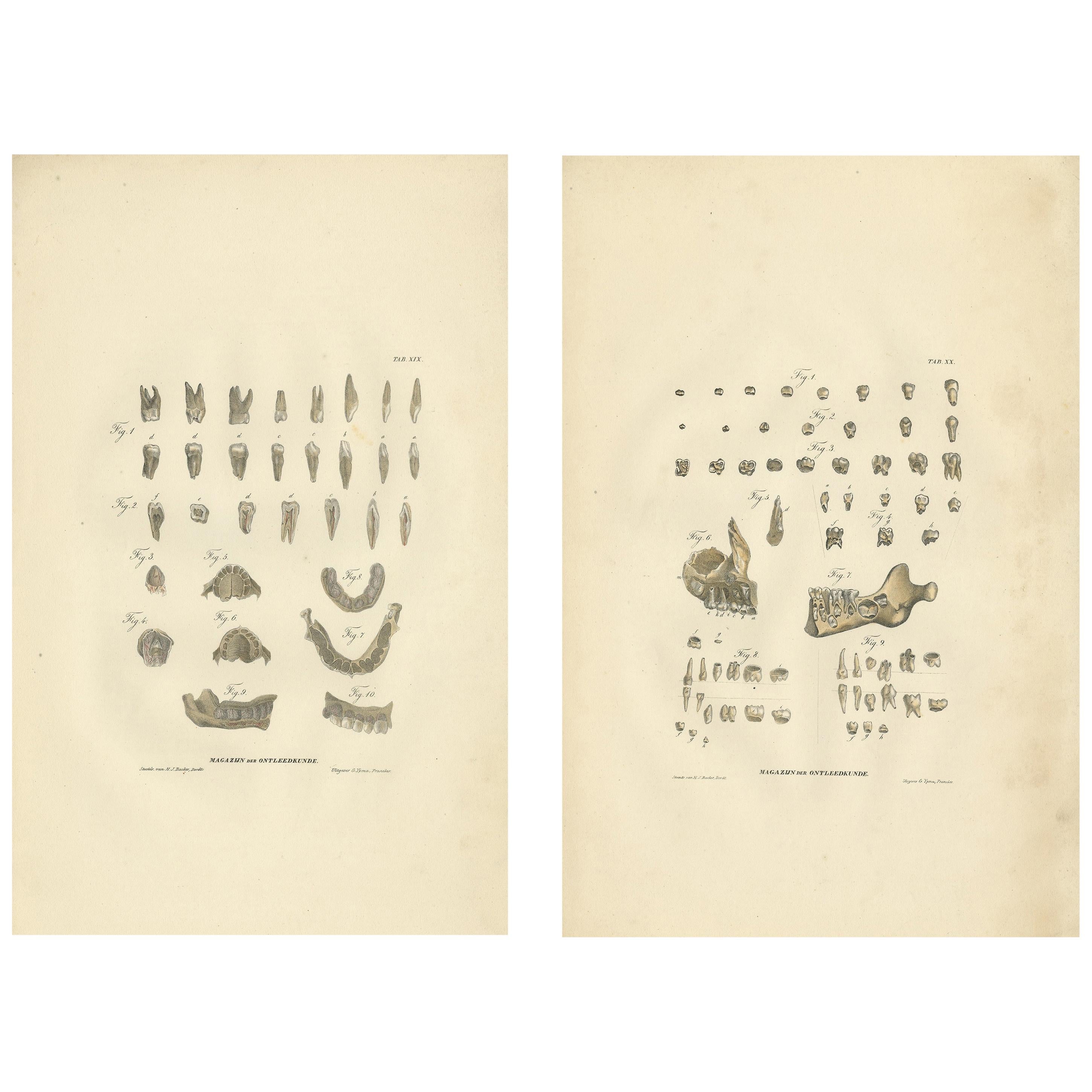 Set von 2 antiken Anatomendrucken der Zahn Anatomie, '1839'