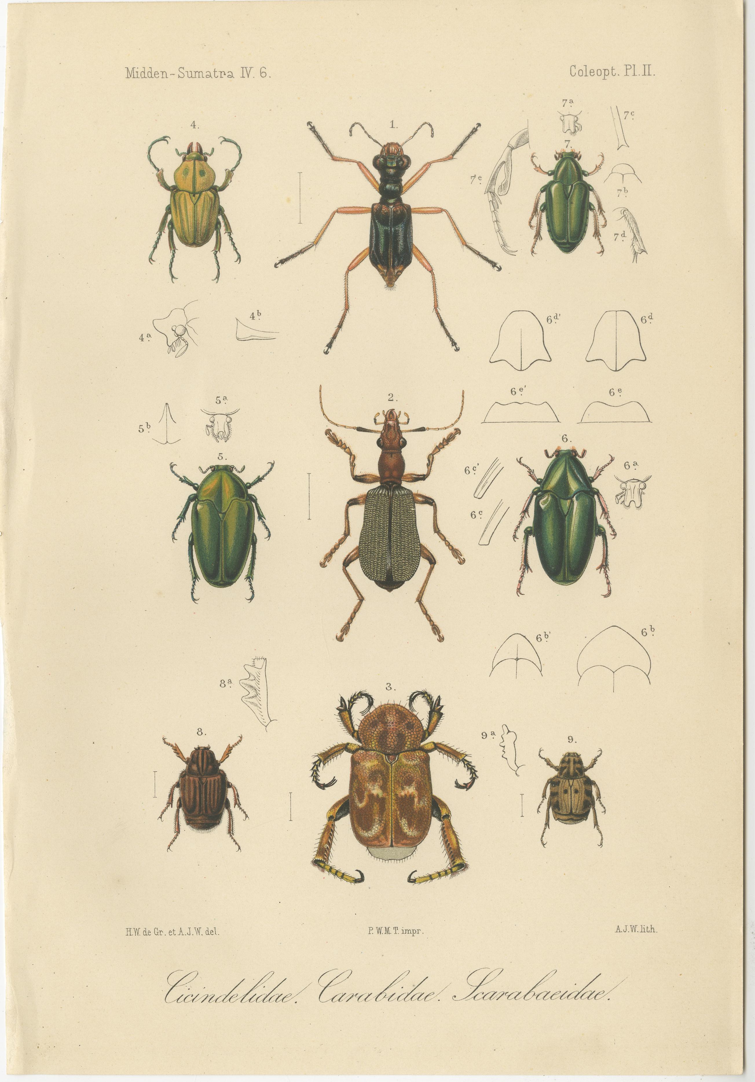 Set of 2 Antique Beetle Prints – Scarab, Ground, and Longhorn Beetles, Sumatra c.1887

This pair of antique lithographs depicts various beetle species from the Dutch natural history exploration of Midden-Sumatra (Central Sumatra) in the late 19th
