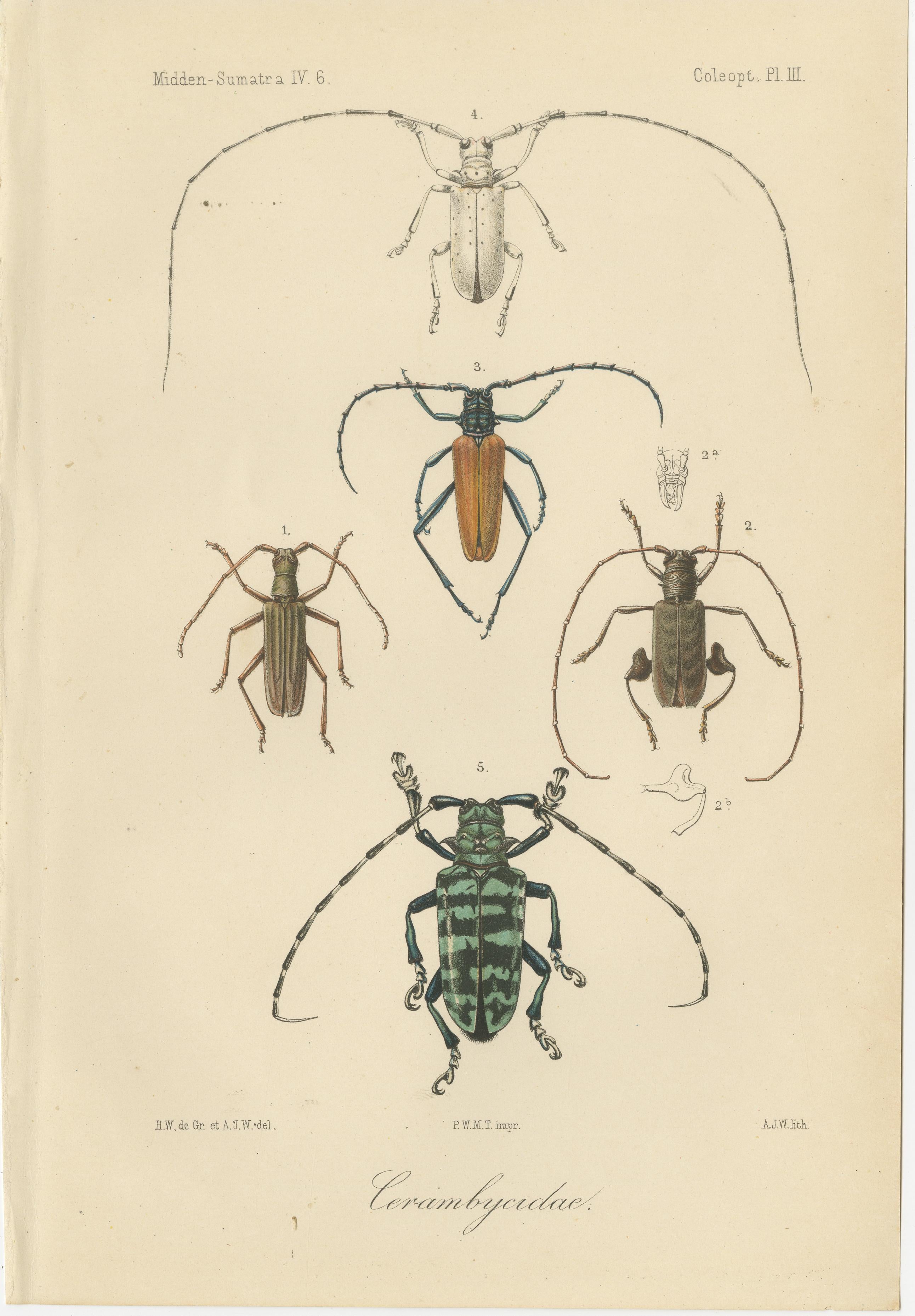 Dutch Set of 2 Antique Beetle Prints – Scarab, Ground & Longhorn Beetles, Sumatra 1887 For Sale