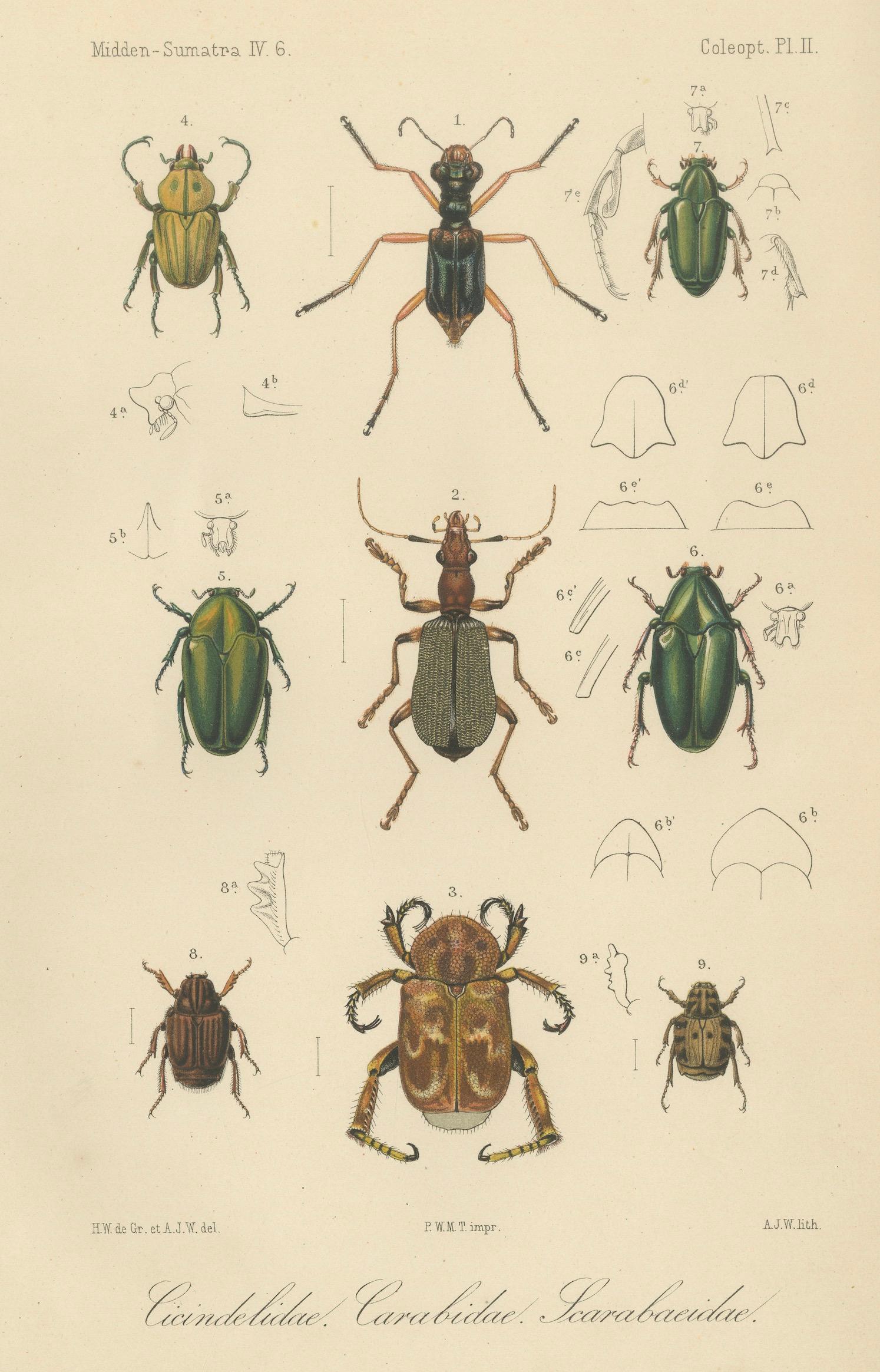 Engraved Set of 2 Antique Beetle Prints – Scarab, Ground & Longhorn Beetles, Sumatra 1887 For Sale