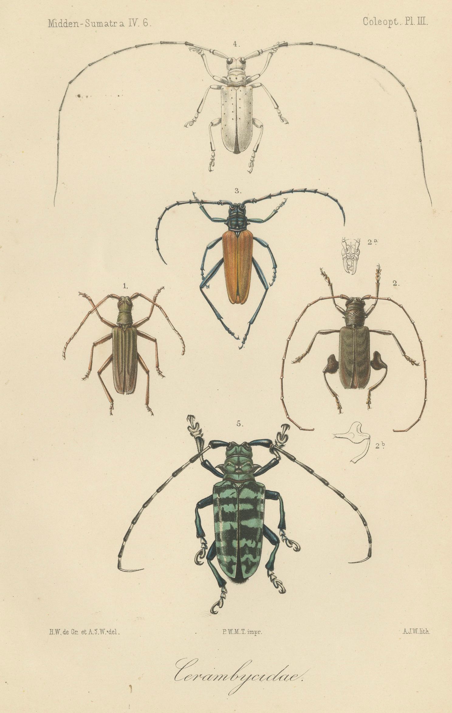 Set of 2 Antique Beetle Prints – Scarab, Ground & Longhorn Beetles, Sumatra 1887 In Good Condition For Sale In Langweer, NL