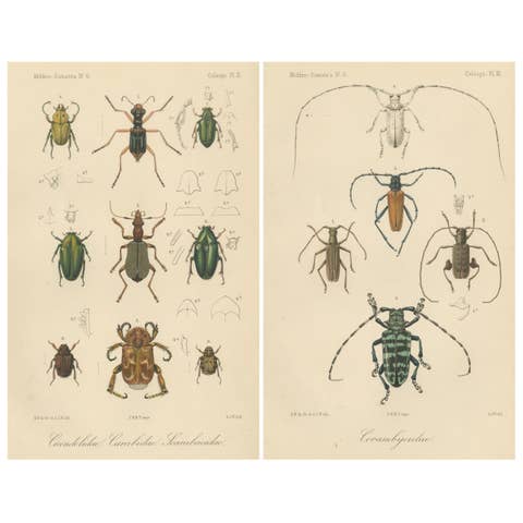 Set of 2 Antique Beetle Prints – Scarab, Ground & Longhorn Beetles, Sumatra 1887