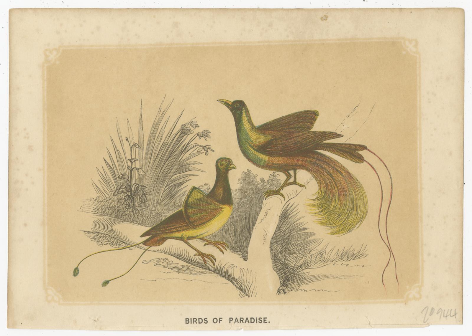 Set of two antique bird prints titled 'Birds of Paradise' and 'Great Emeral Bird of Paradise'. These prints originate from 'The Natural History of The Sacred Scriptures, and Guide to General Zoology' by W. I. Bicknell. Published 1851-1860.