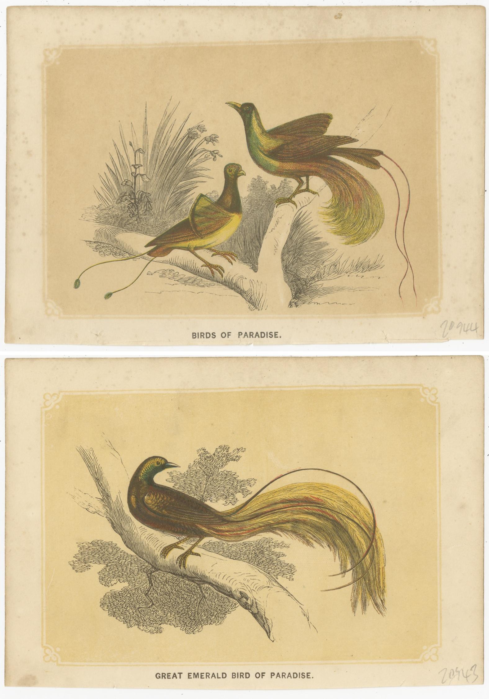 XIXe siècle Ensemble de 2 estampes anciennes d'oiseaux, Bird of Paradise, de Bicknell, datant d'environ 1855 en vente