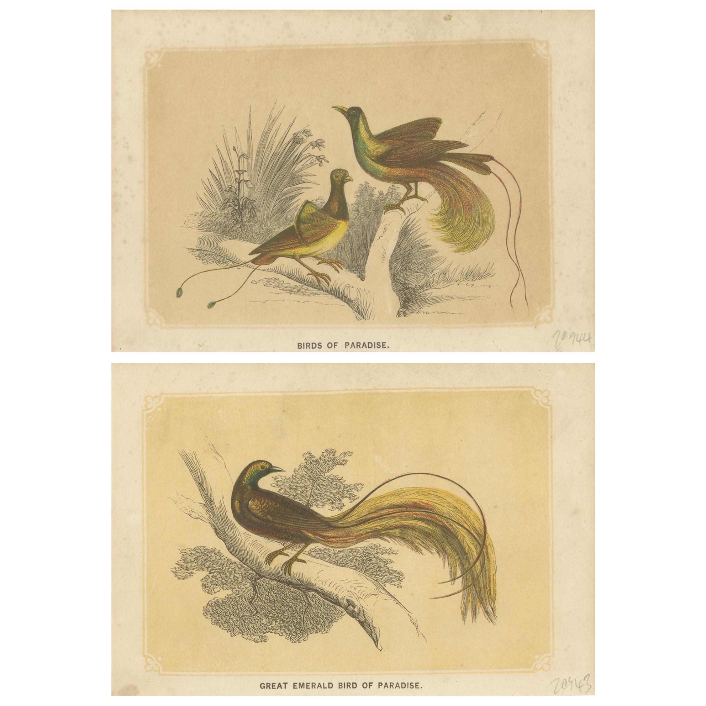 Ensemble de 2 estampes anciennes d'oiseaux, Bird of Paradise, de Bicknell, datant d'environ 1855 en vente